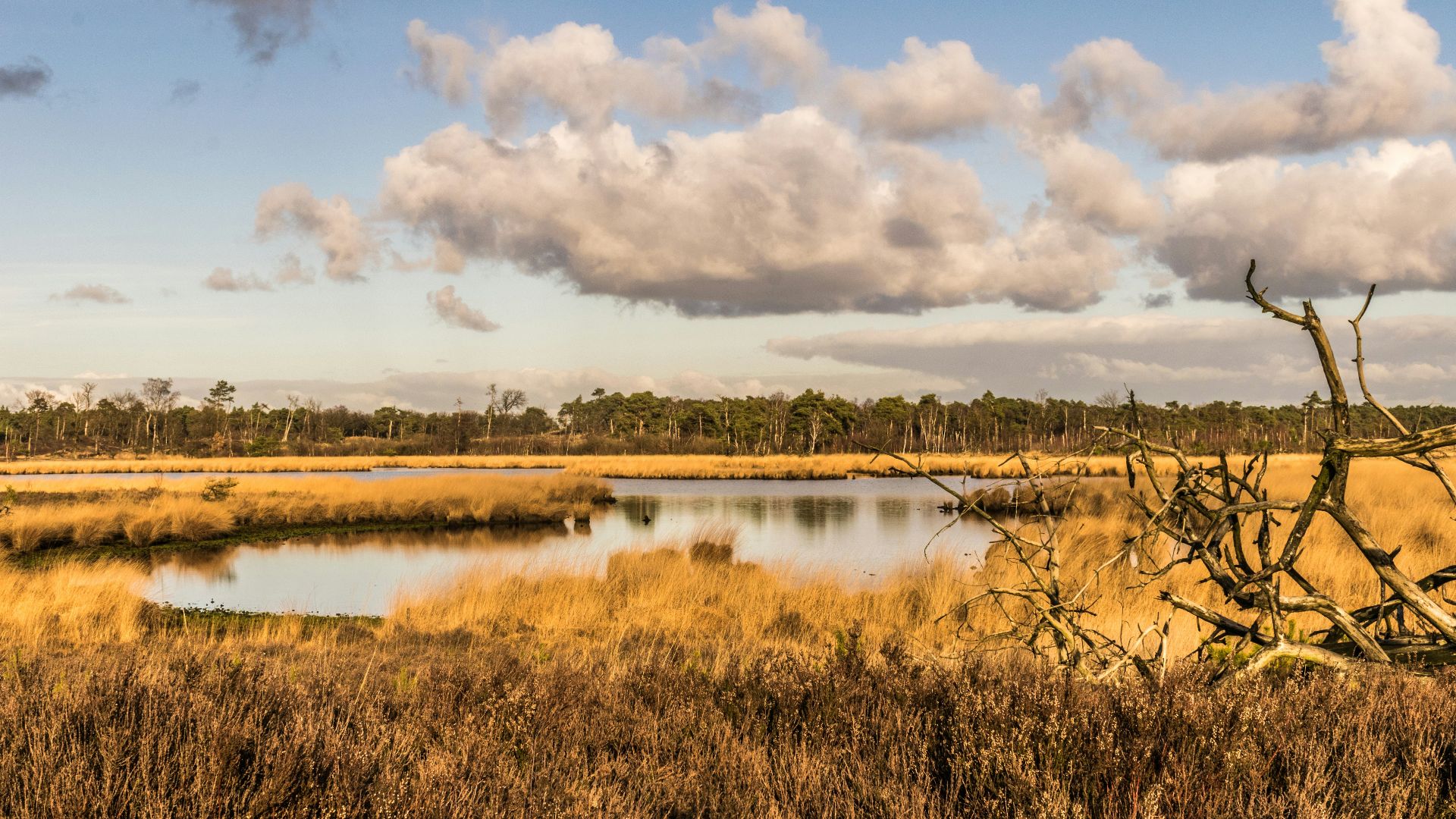 a body of water surrounded by dry grass