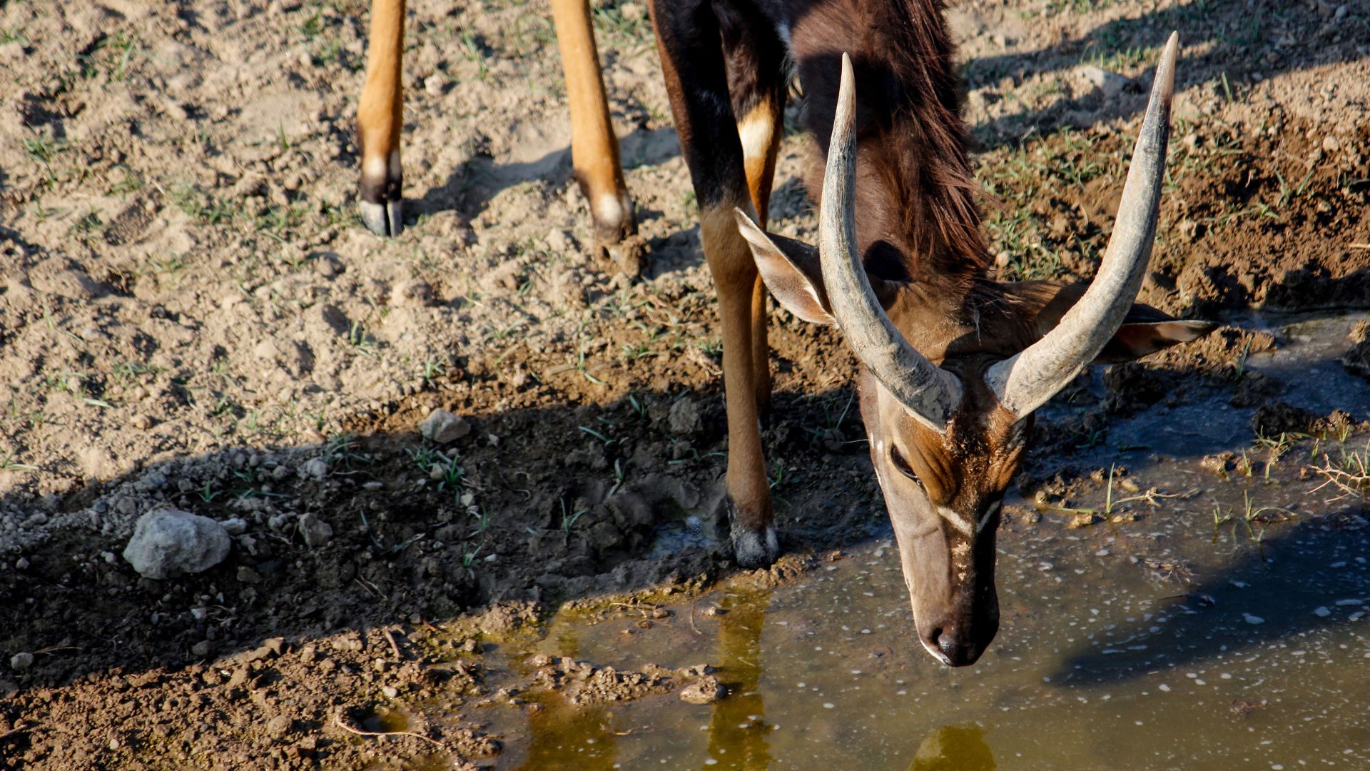 Close-up of a nyala antelope drinking water, showcasing its majestic horns and natural habitat.