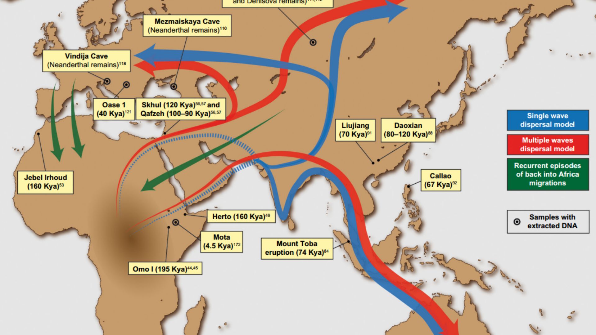 Putative migration waves out of Africa and location of some of the most relevant ancient human remains and archeological sites. The placement of arrows is indicative.