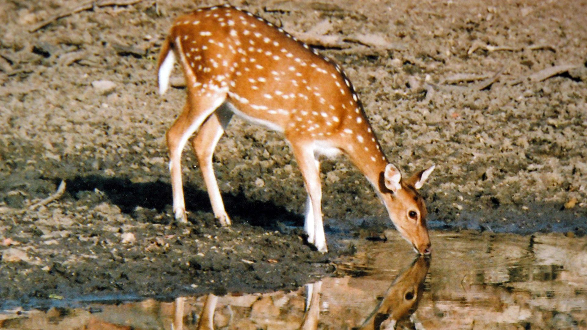 The lovely image shows the beautiful reflection of the Spotted Deer in the still water while it is sipping water.The Deer already has nice spotted shiny brownish fur on the body which is looking eye catching in the morning sunlight and its reflection enha