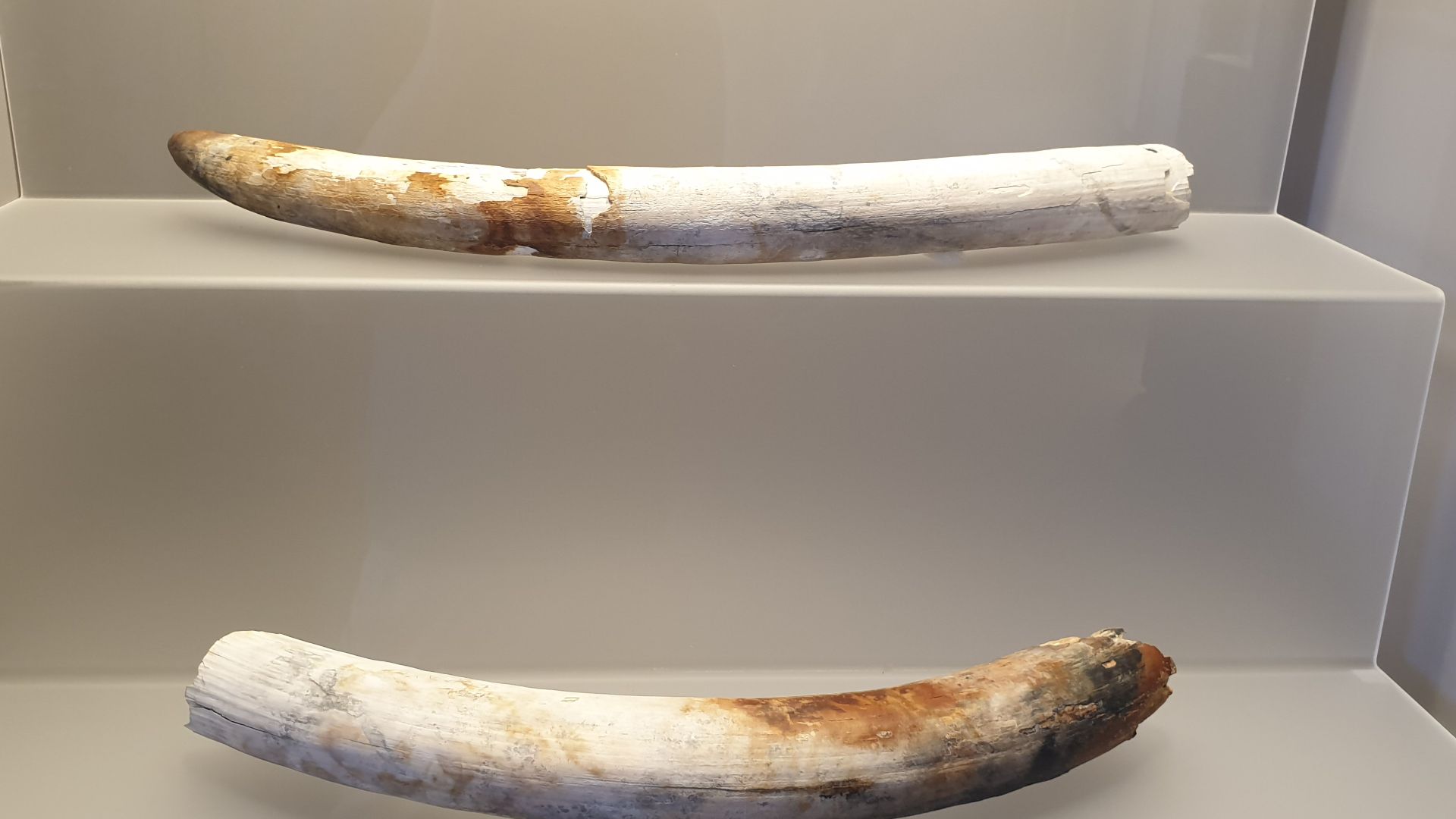 Ivory, end of the 7th Century.

Elephant tusks from the Bajo de la Campana (a submerged site off the coast of Murcia, Spain) are part of the cargo of a Phoenician ship from the end of the 7th Century BC. Over 50 tusks have been recovered from the site, so