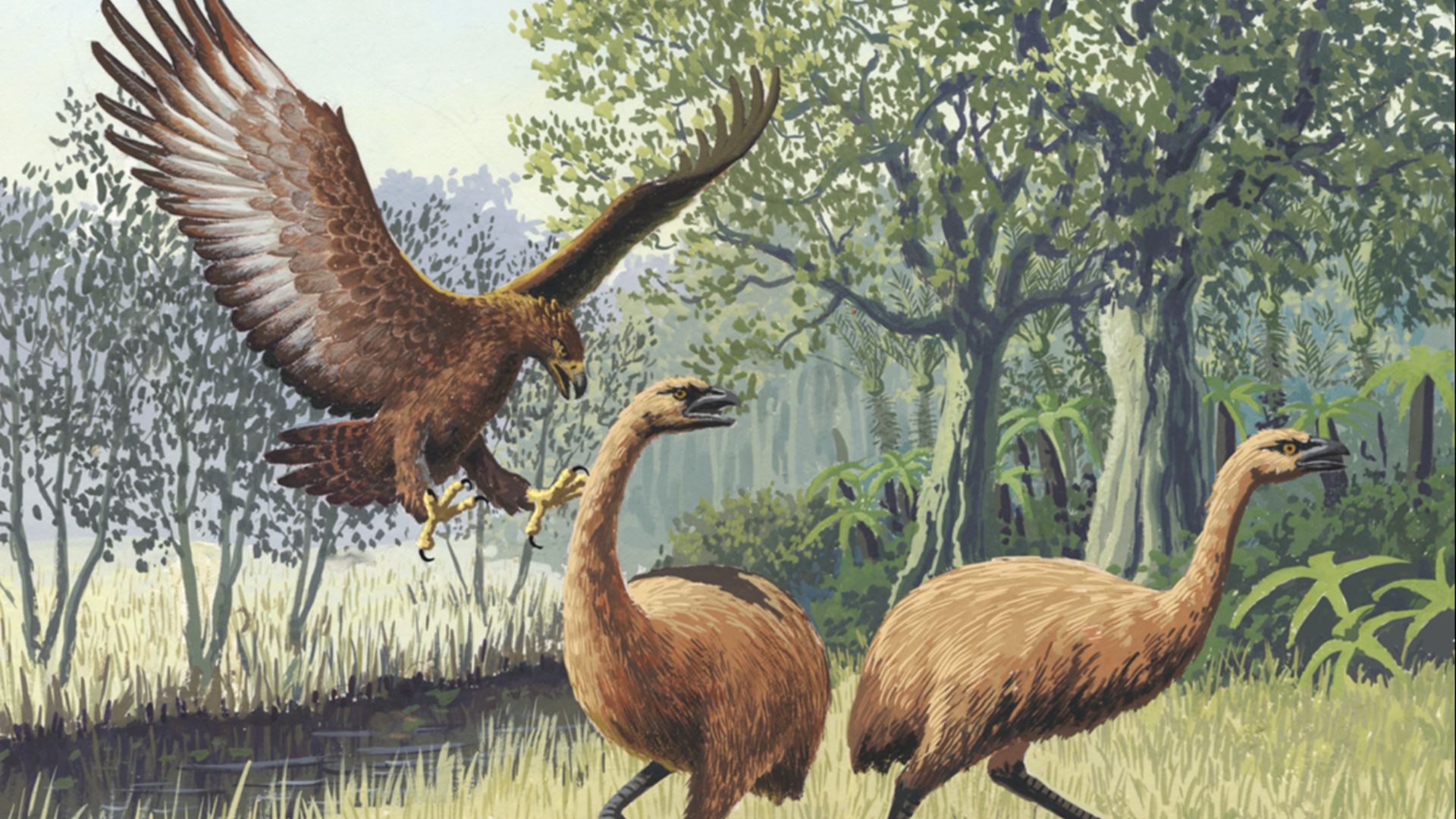 Giant Haast's eagle attacking New Zealand moa