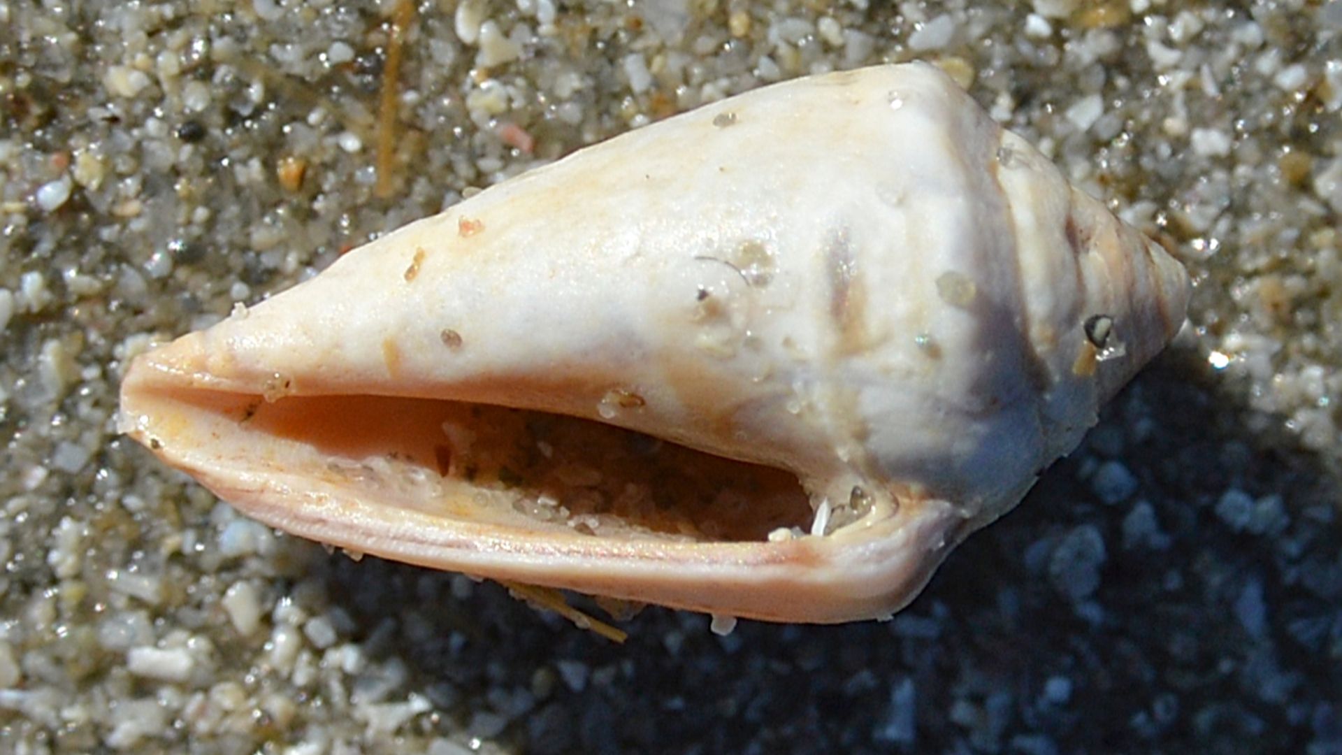 Mediterranean Cone Snail (Cono Mediterráneo) (Conus ventricosus) in Santa Pola, Spain.