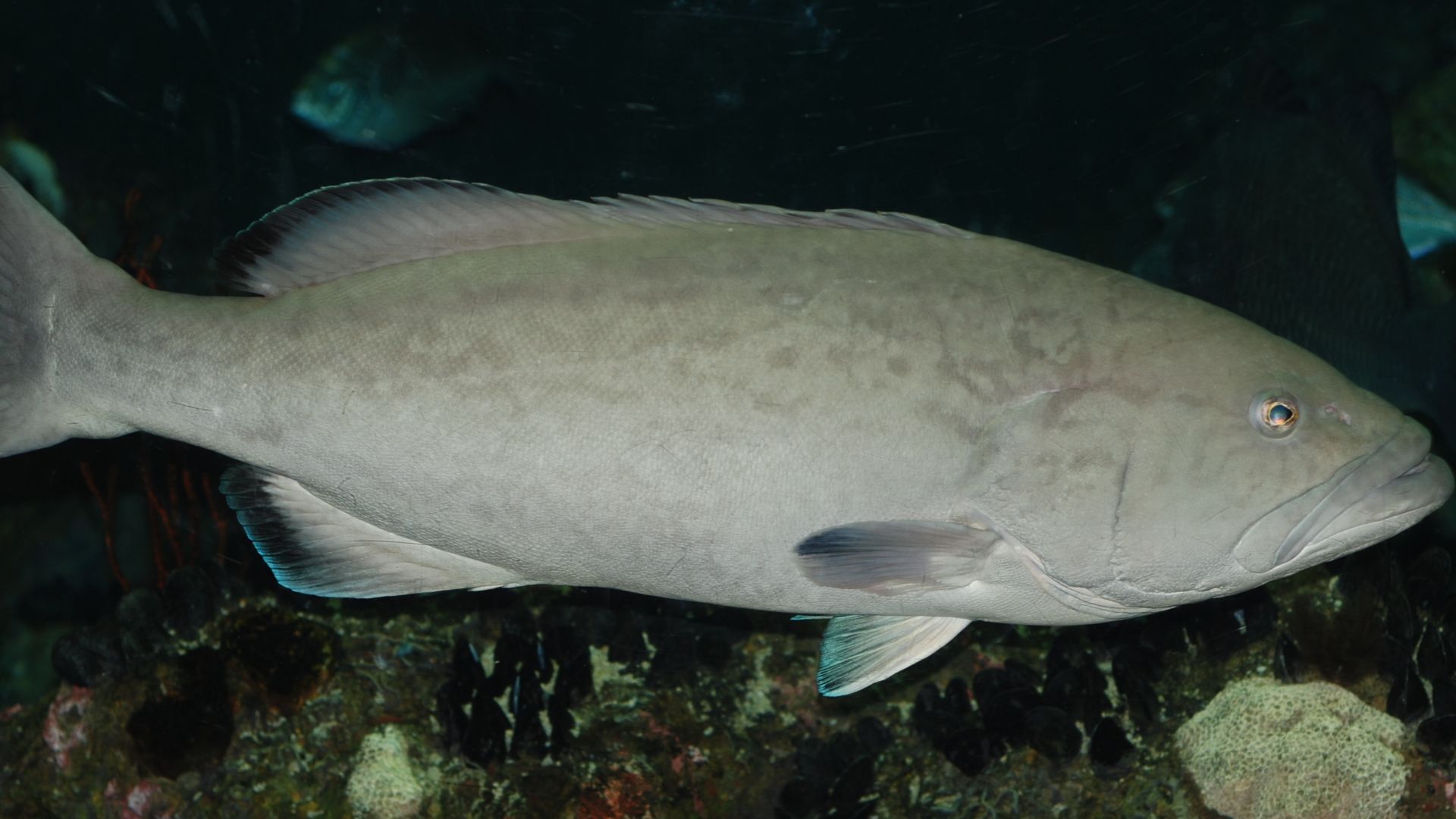 Mycteroperca microlepis in National Aquarium in Baltimore