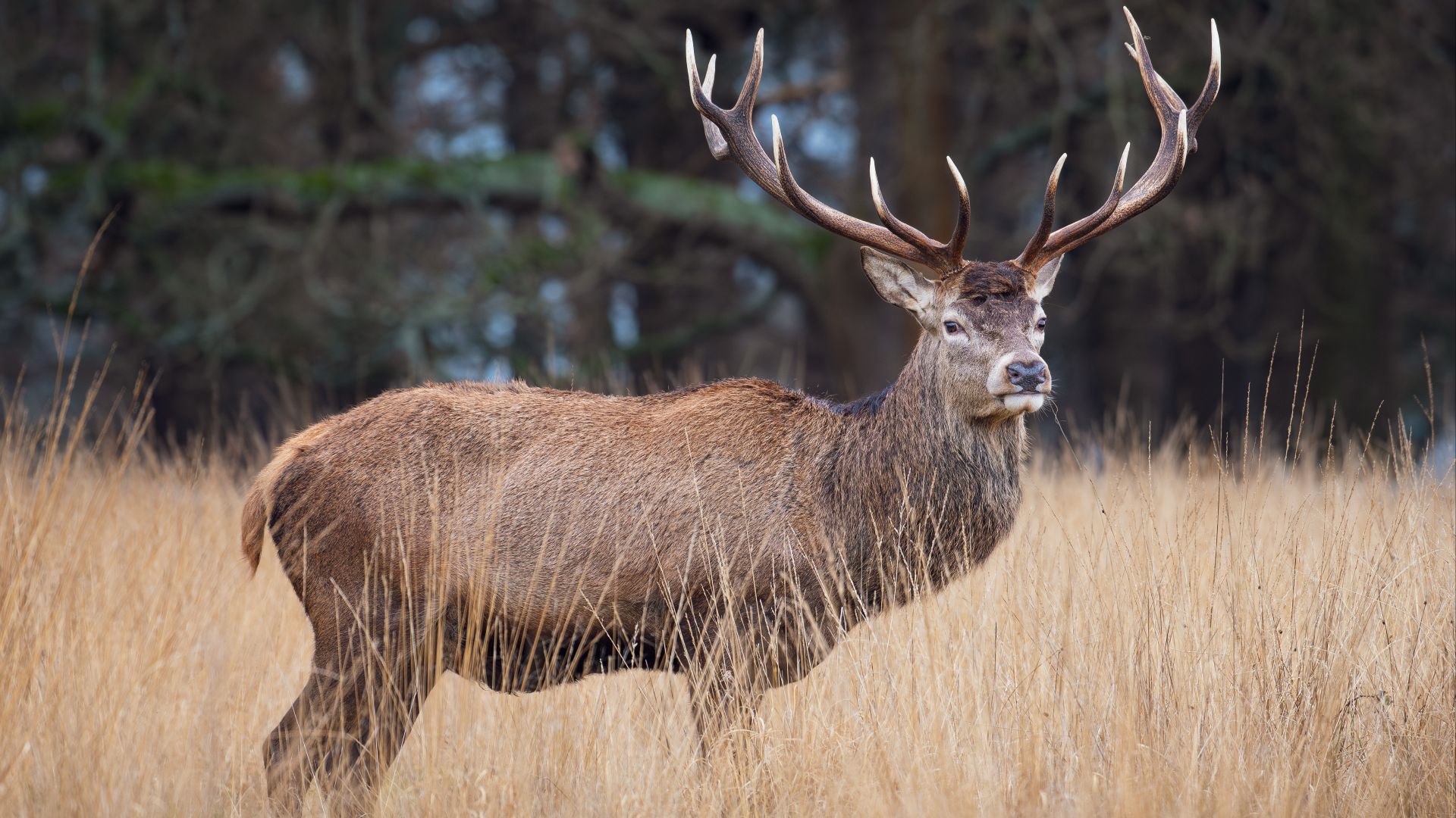 Male red deer (cervus elaphus) in Richmond Park.