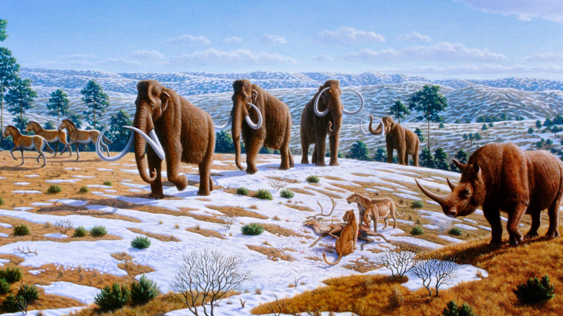 Woolly mammoths were driven to extinction by climate change and human impacts. The image depicts a late Pleistocene landscape in northern Spain with woolly mammoths (Mammuthus primigenius), equids, a woolly rhinoceros (Coelodonta antiquitatis), and Europe