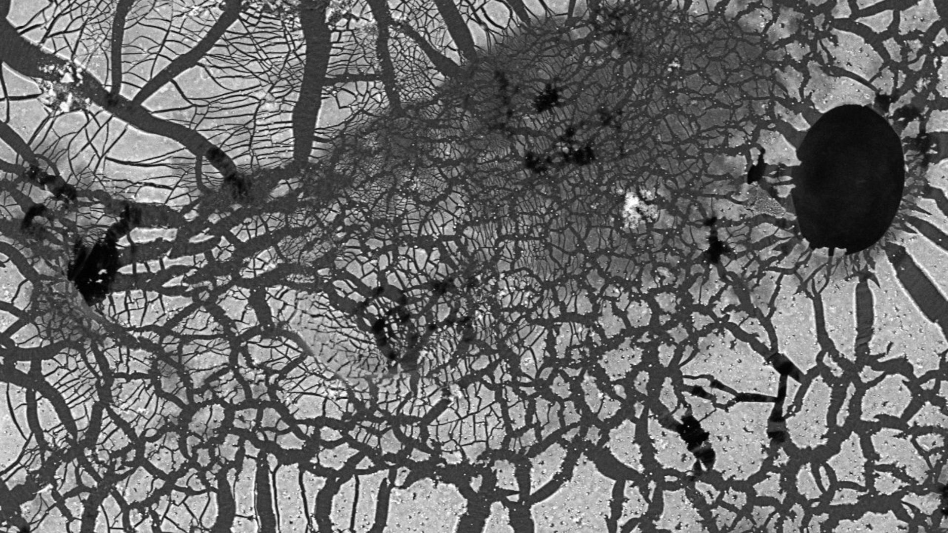 Calcium carbonate microstructures