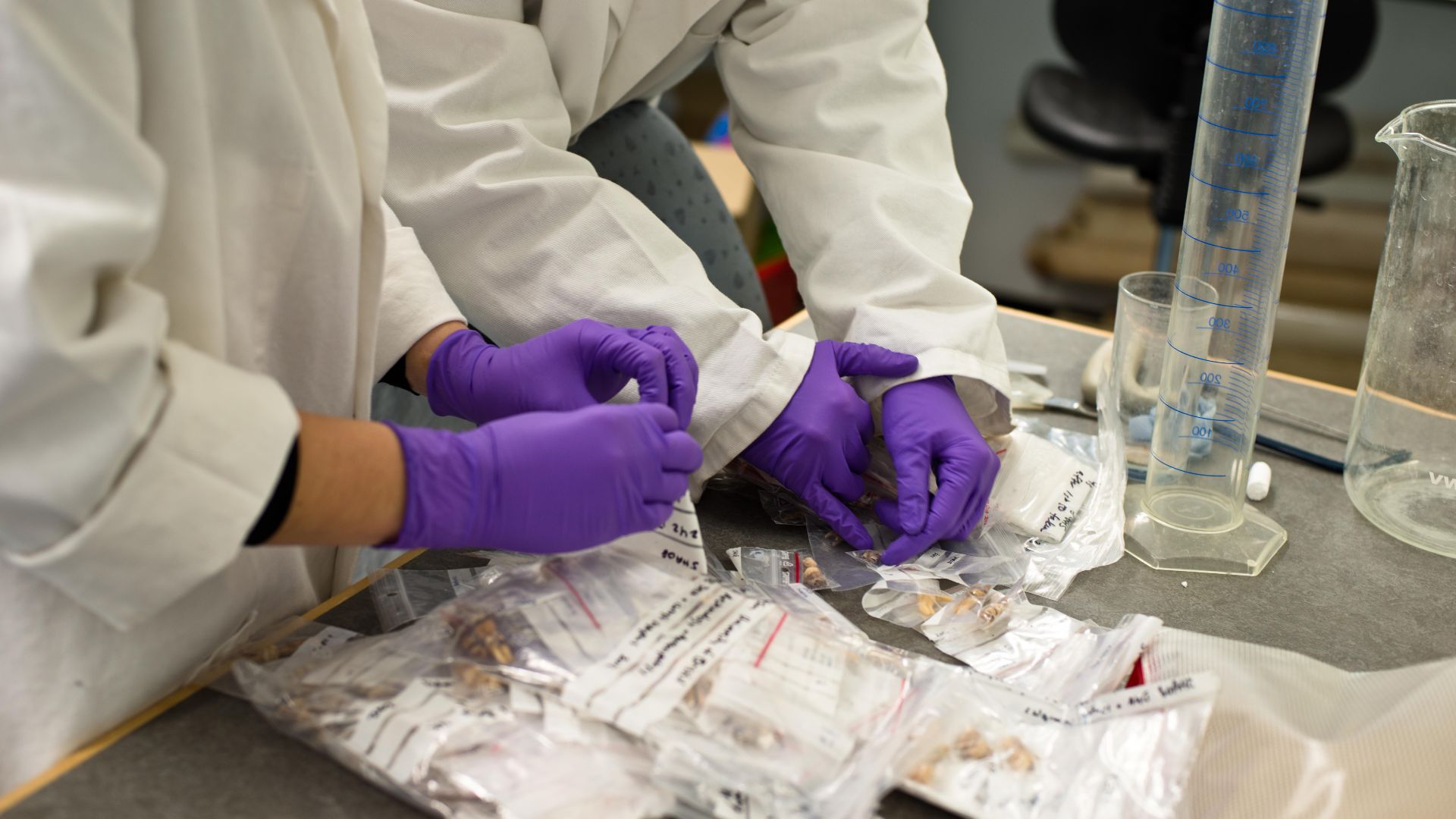 EUROTAST PhD fellows sort through samples of teeth at the University of Bristol. This research is on identifying the origins of people enslaved during the Transatlantic Slave Trade.