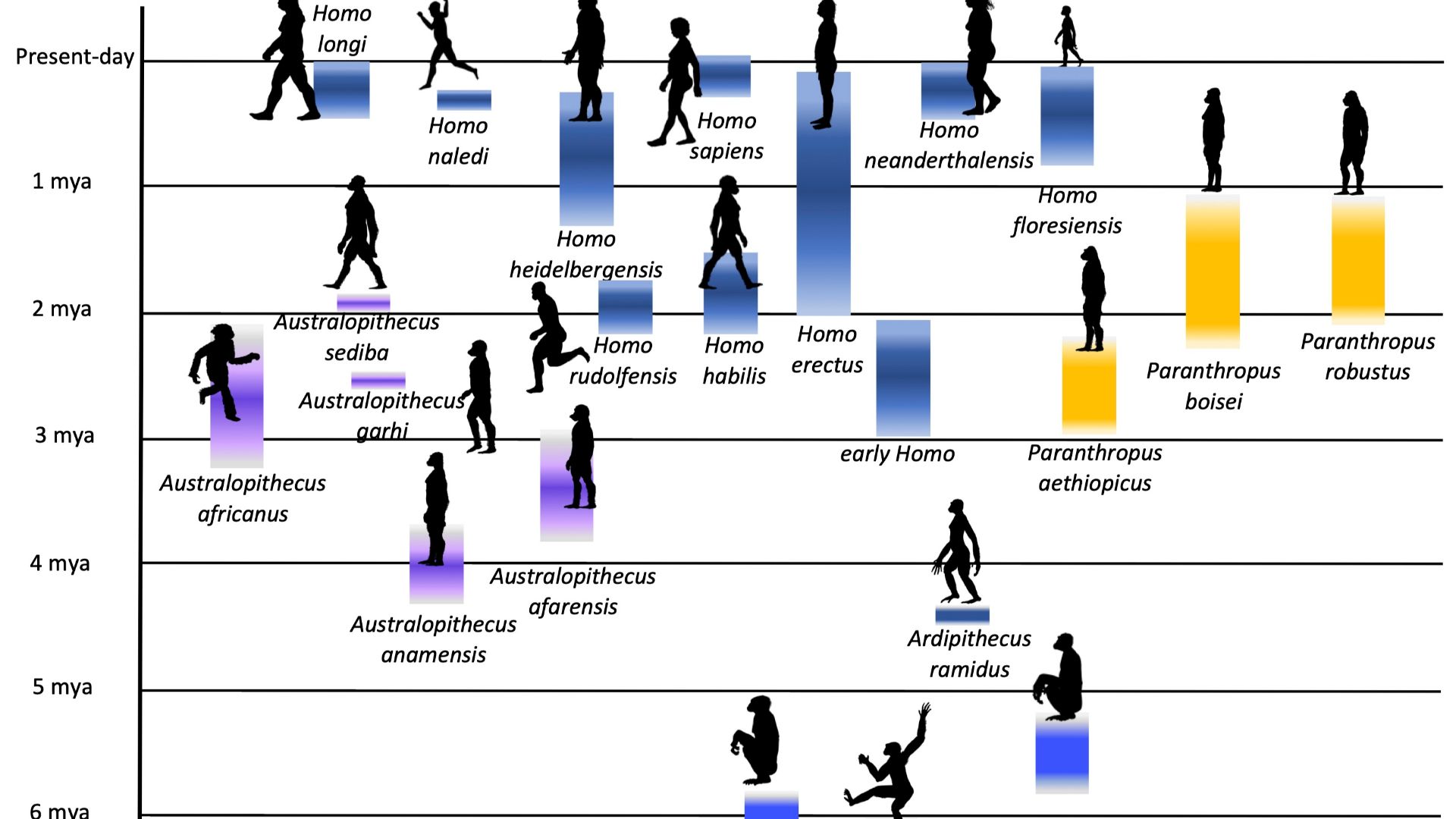 Overall figure modeled upon and uses data from: https://humanorigins.si.edu/evidence/human-fossils/species. 
2023. Dr. Briana Pobiner, Research Scientist and Museum Educator, Human Origins Program, Department of Anthropology, Smithsonian Institution Natio