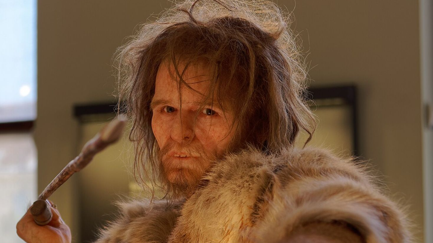 Homo Sapiens, Cro-Magnon 1 The Natural History Museum Vienna