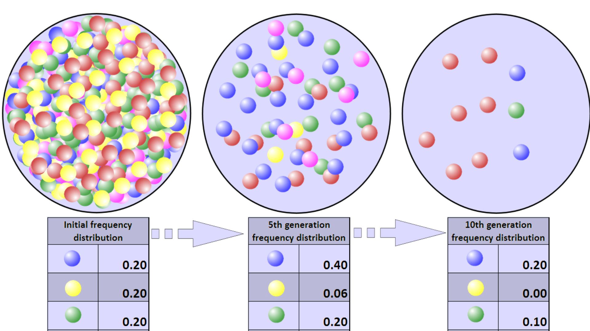 Representation of a population bottleneck.  Colored balls represent the alleles present in the population.  The population numbers 500 initially, but within five years the size of the population has dwindled to 50, and within ten years to just ten.  As a 