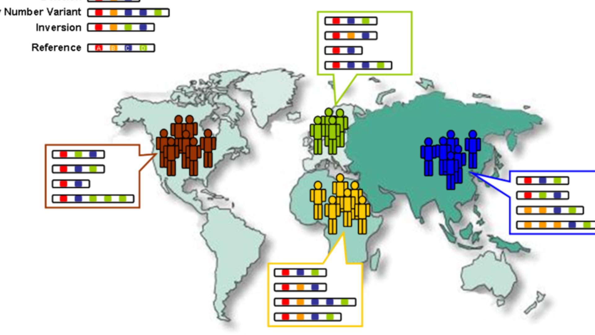 Changes in the number and order of genes (A-D) create genetic diversity within and between populations.