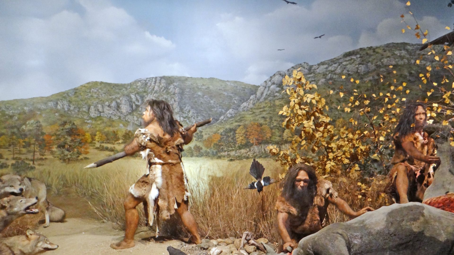 Reconstitution de l'homme de Tautavel dans son environnement en train de chasser il y a 450.000 ans
Diorama du musée de préhistoire de Tautavel


En 1971, la découverte dans la Caune de l'Arago de l'Homme de Tautavel (daté à -450 000 ans) par les équipes 