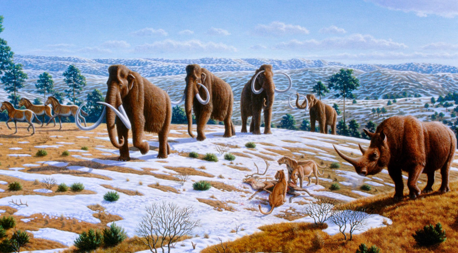 Woolly mammoths were driven to extinction by climate change and human impacts. The image depicts a late Pleistocene landscape in northern Spain with woolly mammoths (Mammuthus primigenius), equids, a woolly rhinoceros (Coelodonta antiquitatis), and Europe