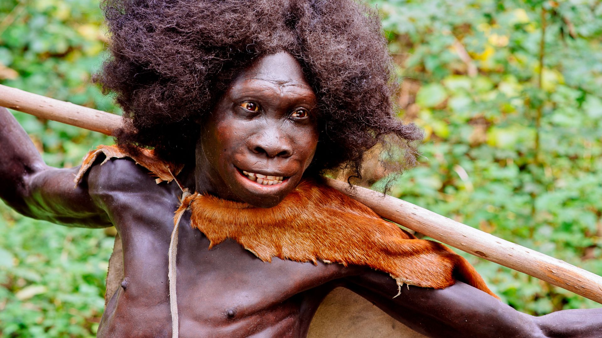 Rekonstruktion des Homo erectus Fundes: Turkana Boy (Ausschnitt) vom Fundort Nariokotome, Kenia, ausgestellt im Neanderthal Museum in Erkrath, NRW. Model made by Kennis & Kennis Reconstructions.