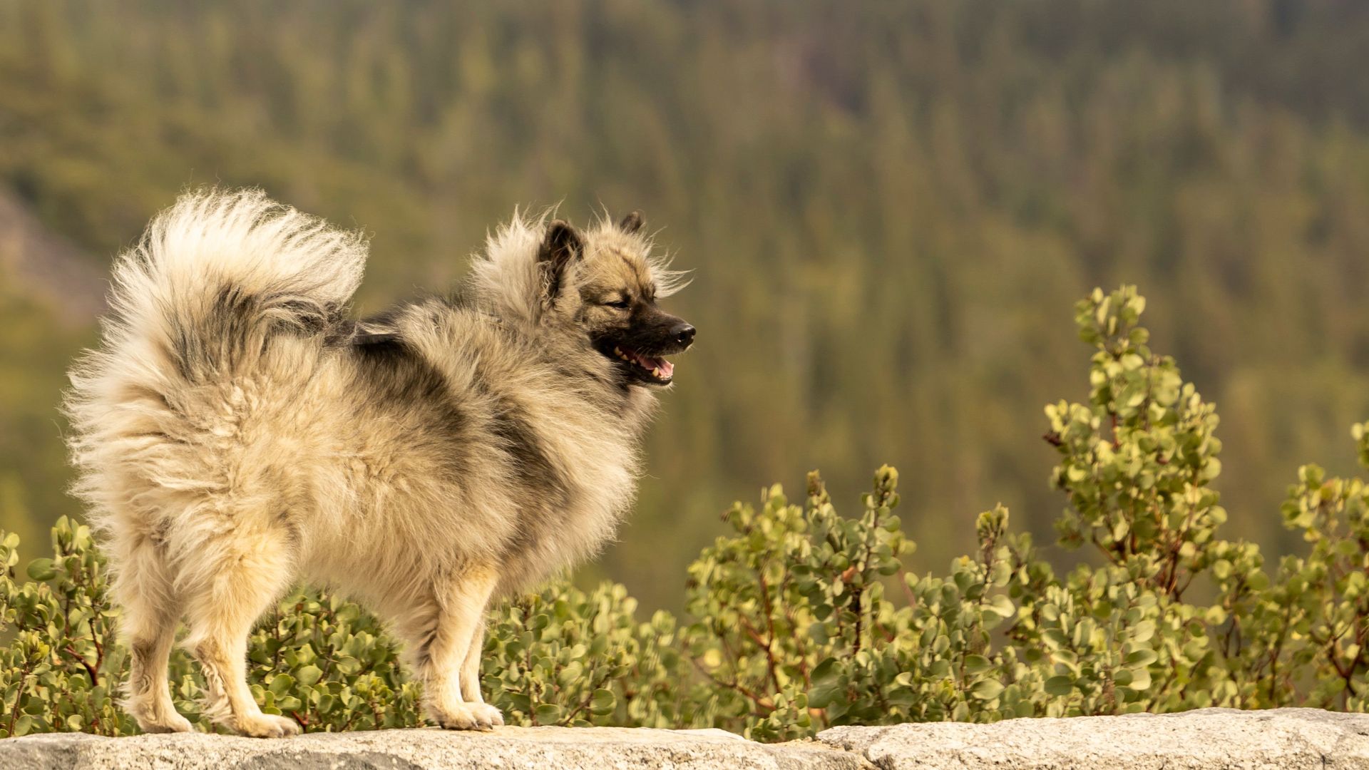 A Pomeranian enjoying the view at Yosemite National Park.