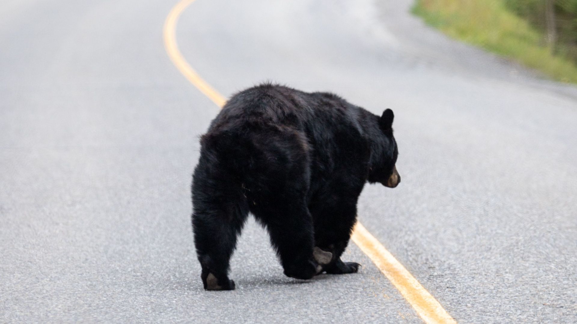 A black bear walks across a winding rural road surrounded by forest trees in autumn