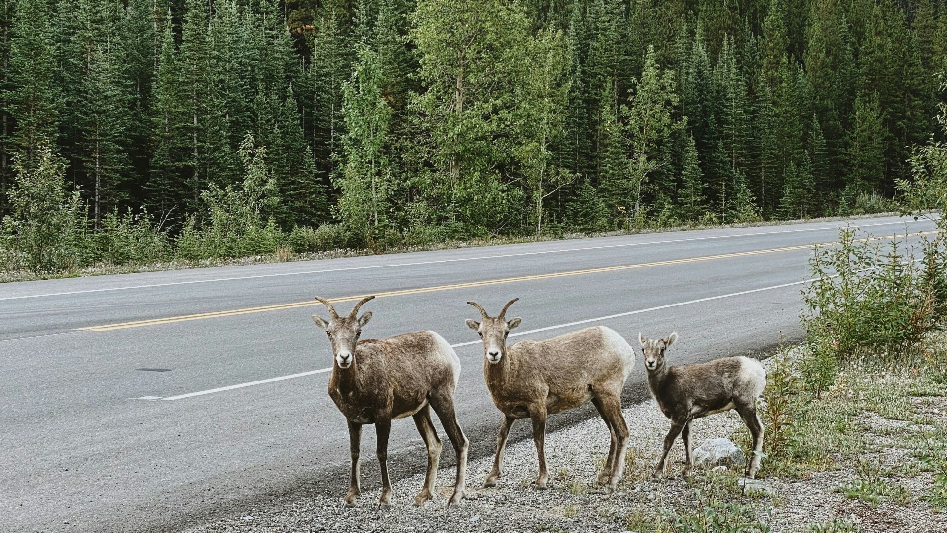 brown deer on gray asphalt road during daytime
