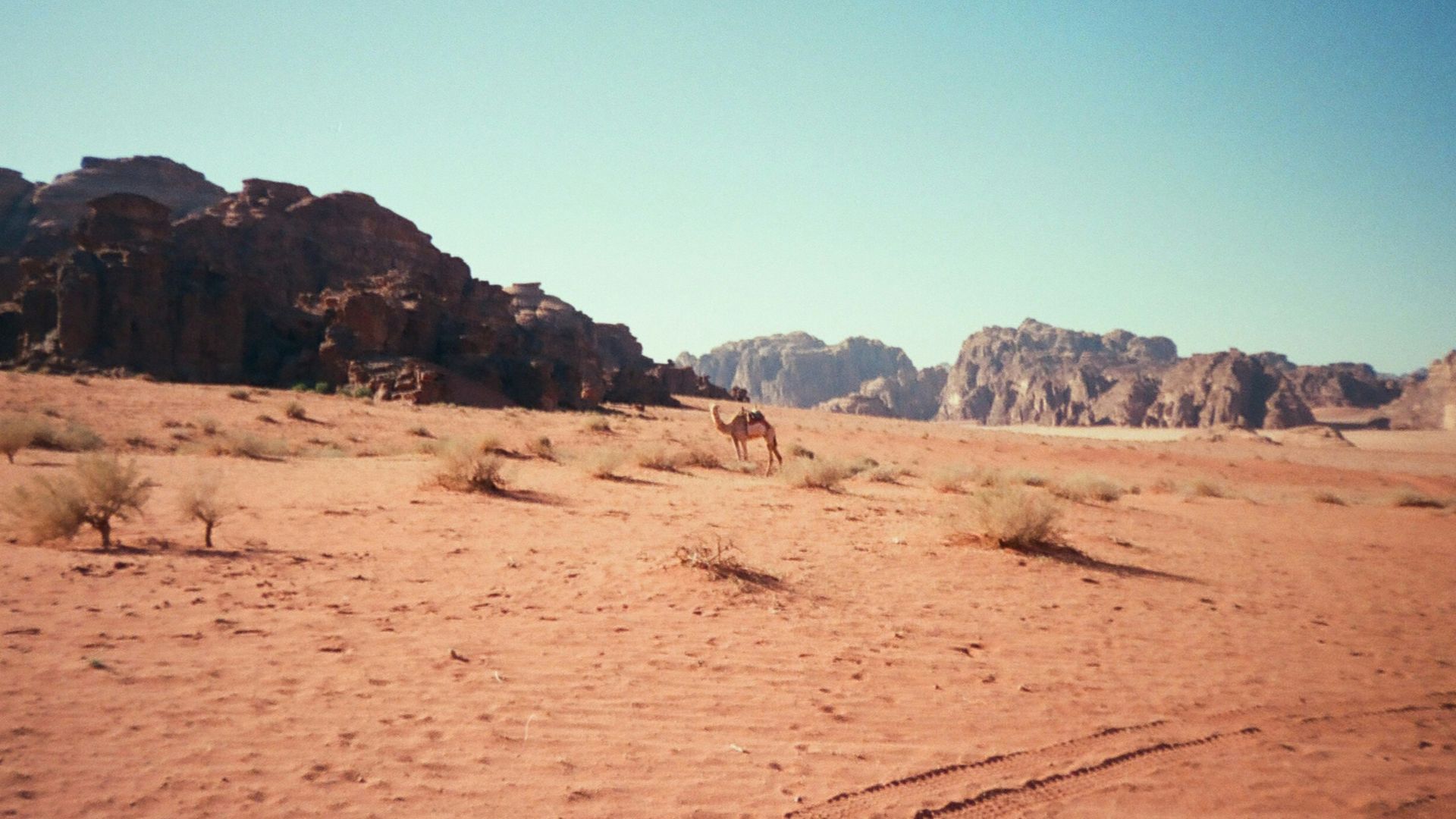 a desert landscape with a few animals with Wadi Rum in the background