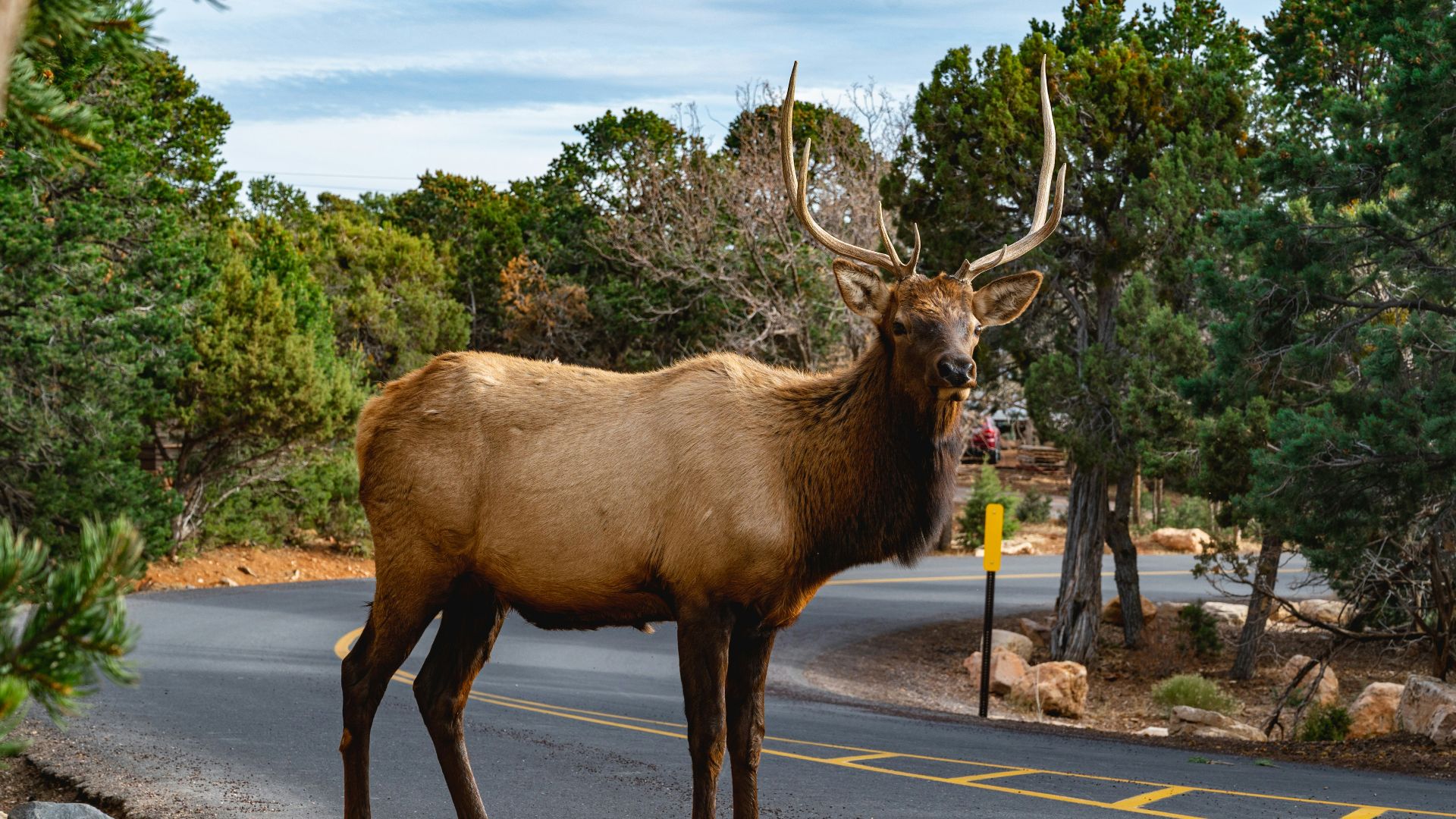 brown deer on gray asphalt road during daytime