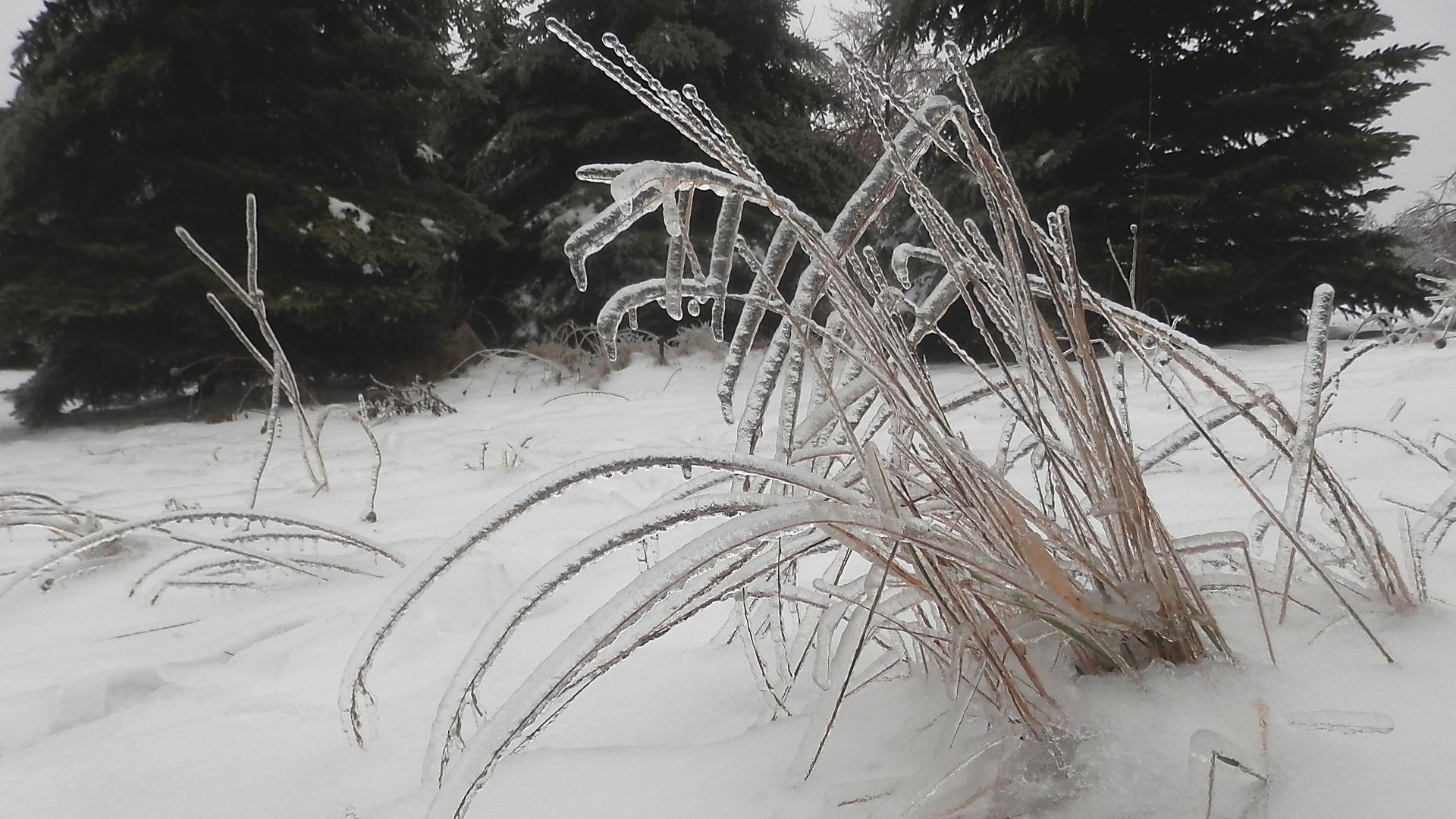 Ice on Plant after 2013 Ice Storm in Guelph, Ontario, Canada.