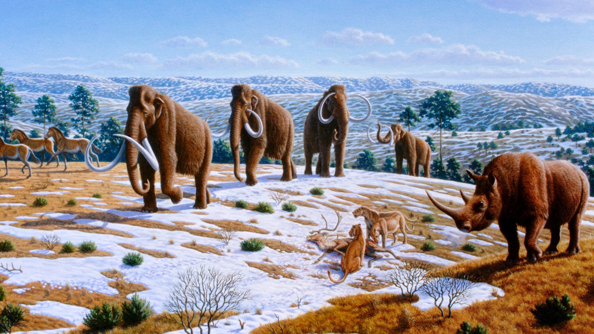 Woolly mammoths were driven to extinction by climate change and human impacts. The image depicts a late Pleistocene landscape in northern Spain with woolly mammoths (Mammuthus primigenius), equids, a woolly rhinoceros (Coelodonta antiquitatis), and Europe