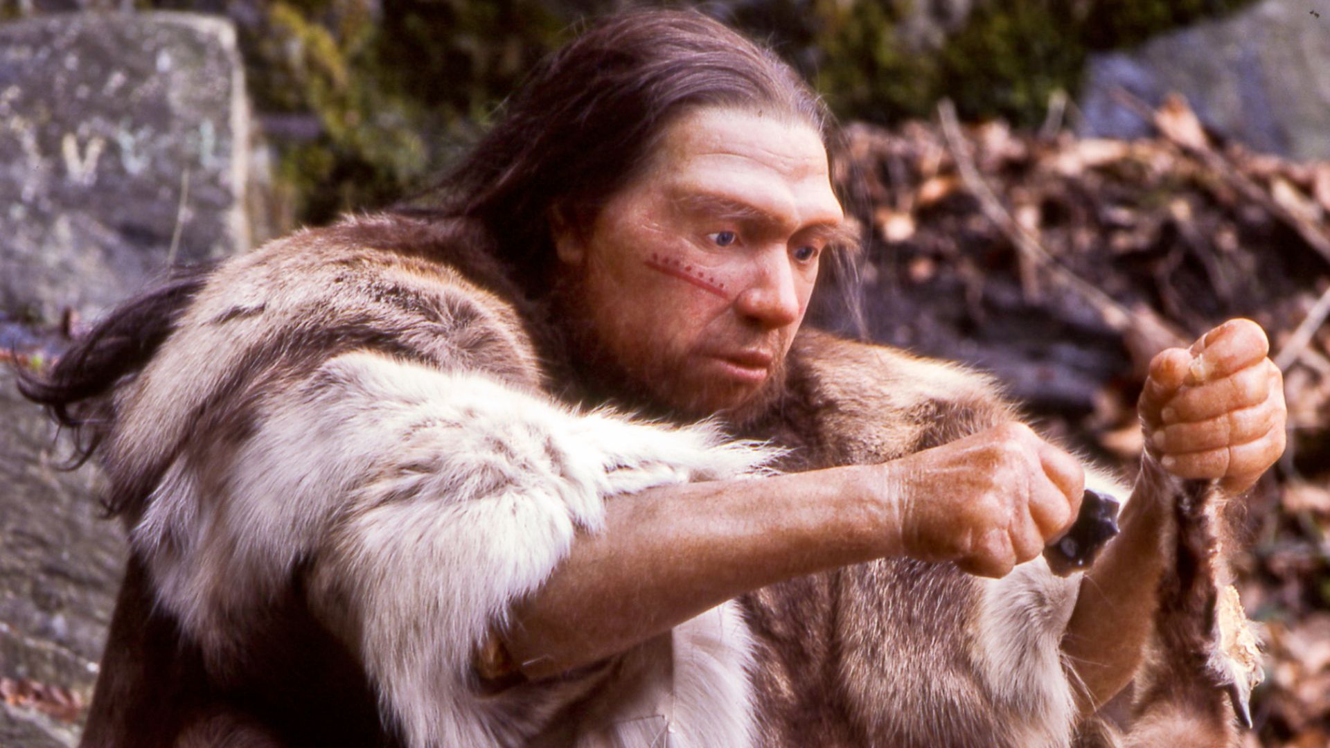 Lebend-Rekonstruktion im Neanderthal-Museum (Erkrath, Mettmann) eines Homo sapiens neanderthalensis-Jägers