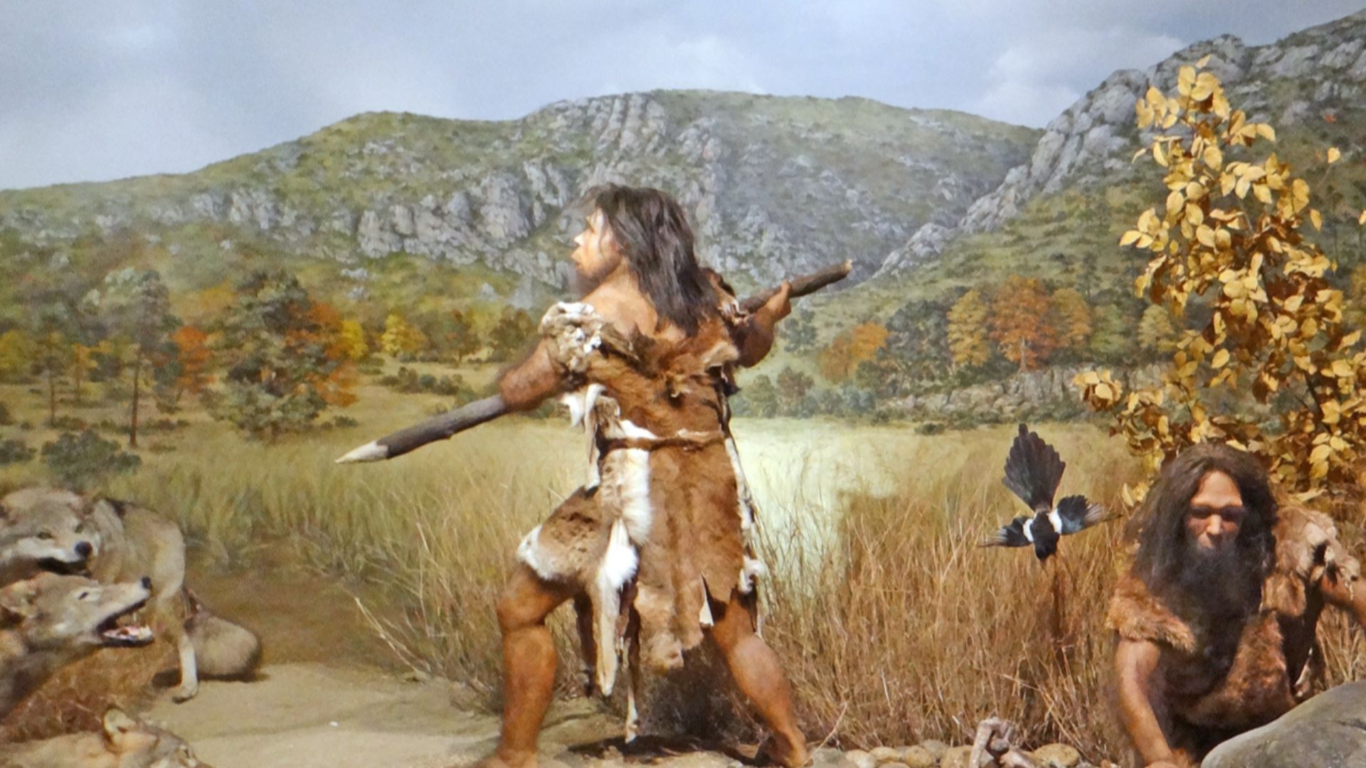 Reconstitution de l'homme de Tautavel dans son environnement en train de chasser il y a 450.000 ans
Diorama du musée de préhistoire de Tautavel


En 1971, la découverte dans la Caune de l'Arago de l'Homme de Tautavel (daté à -450 000 ans) par les équipes 