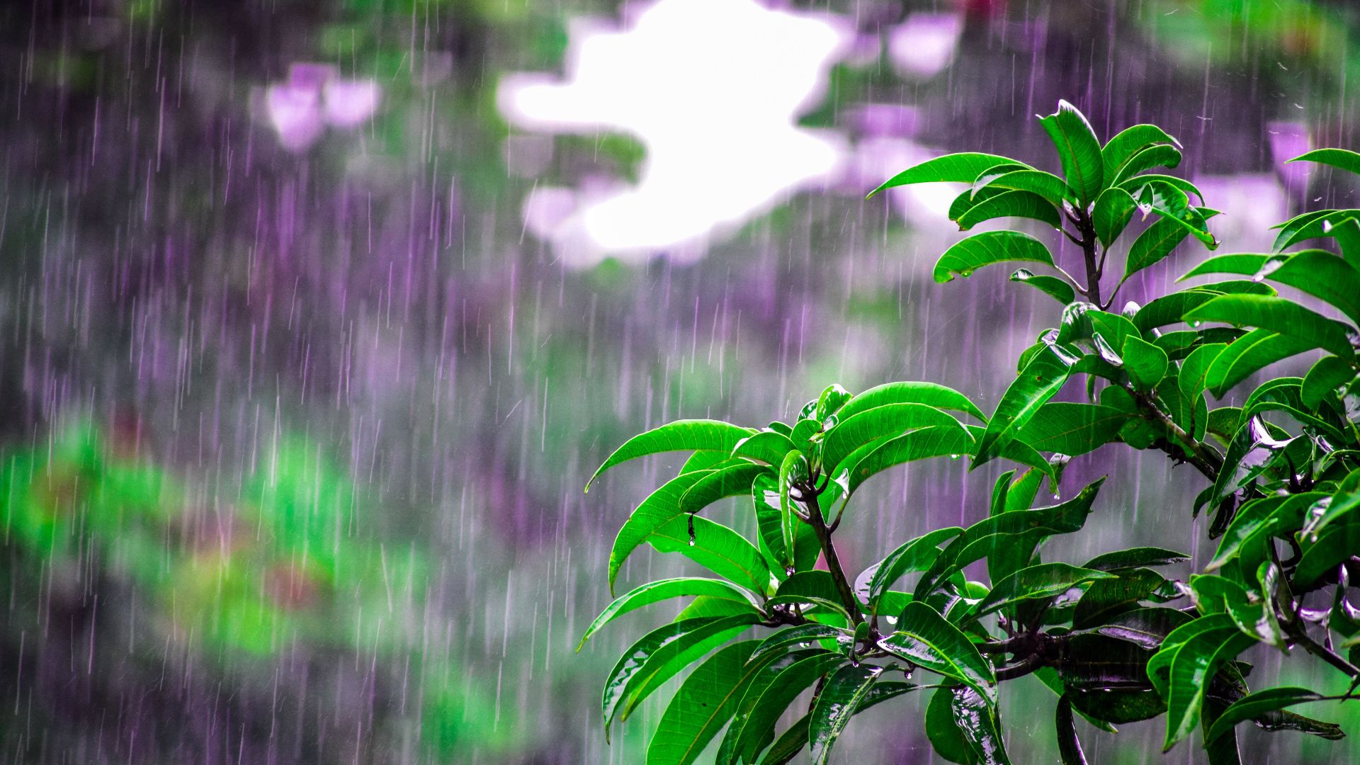 Lush green leaves drenched in monsoon rain create a vivid scene of nature's beauty.