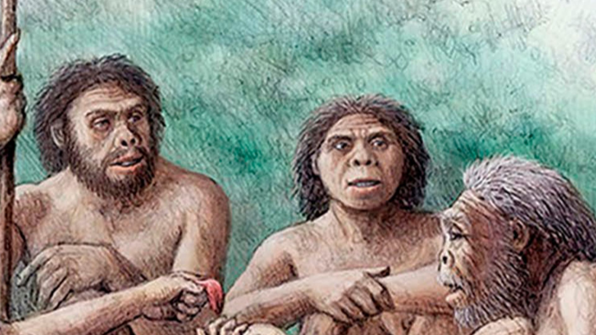 Altruistic behaviour of a group of Homo erectus sharing food with an individual who lived several years without teeth (as evidenced by edentulous skull D3444 and associated mandible D3900). This severe masticatory impairment would limit the diet of the in