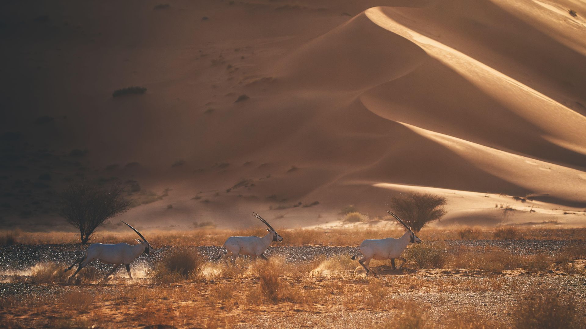 Arabian Oryx (Oryx leucoryx) in Uruq Bani Ma'arid Reserve: Saudi Arabia's First Natural UNESCO World Heritage Site (2025)