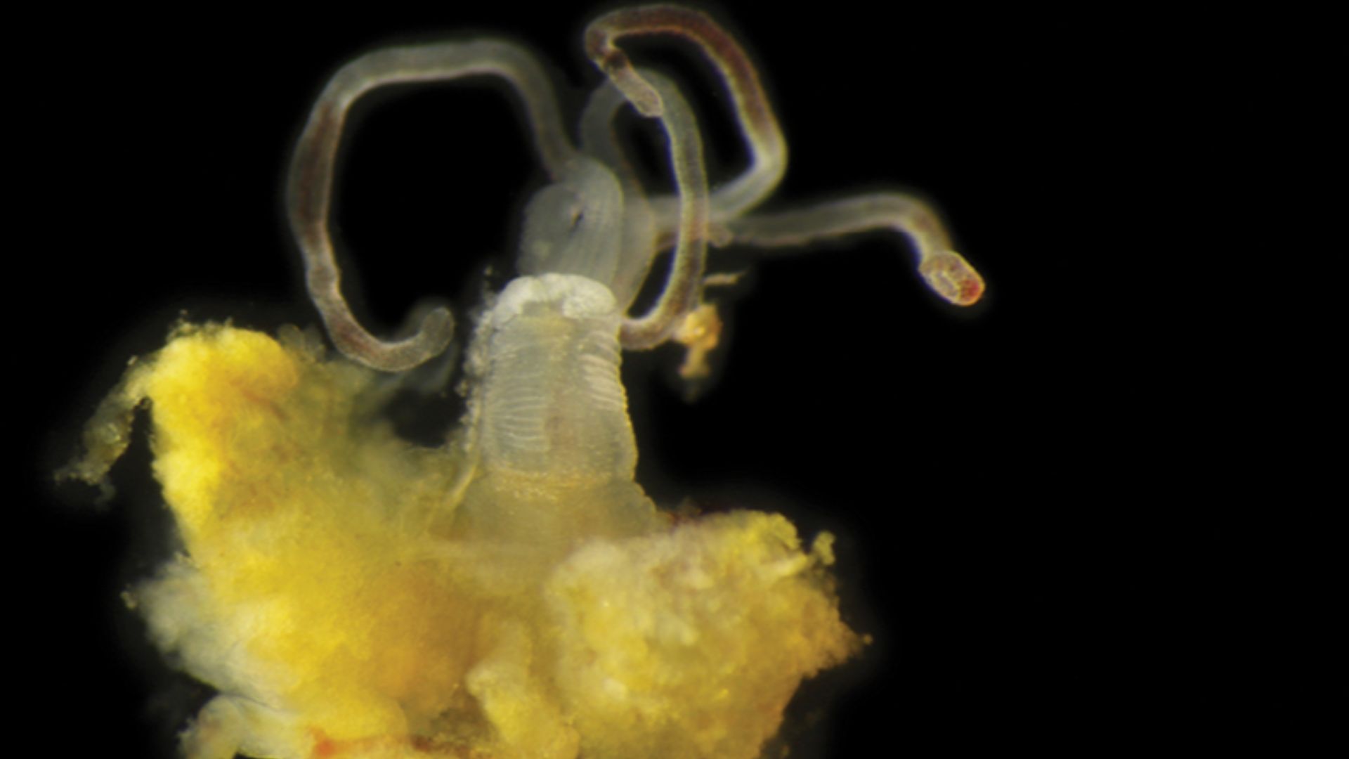 Figure 24F. 
Osedax knutei (A9617). Scale bar: 1 mm.
