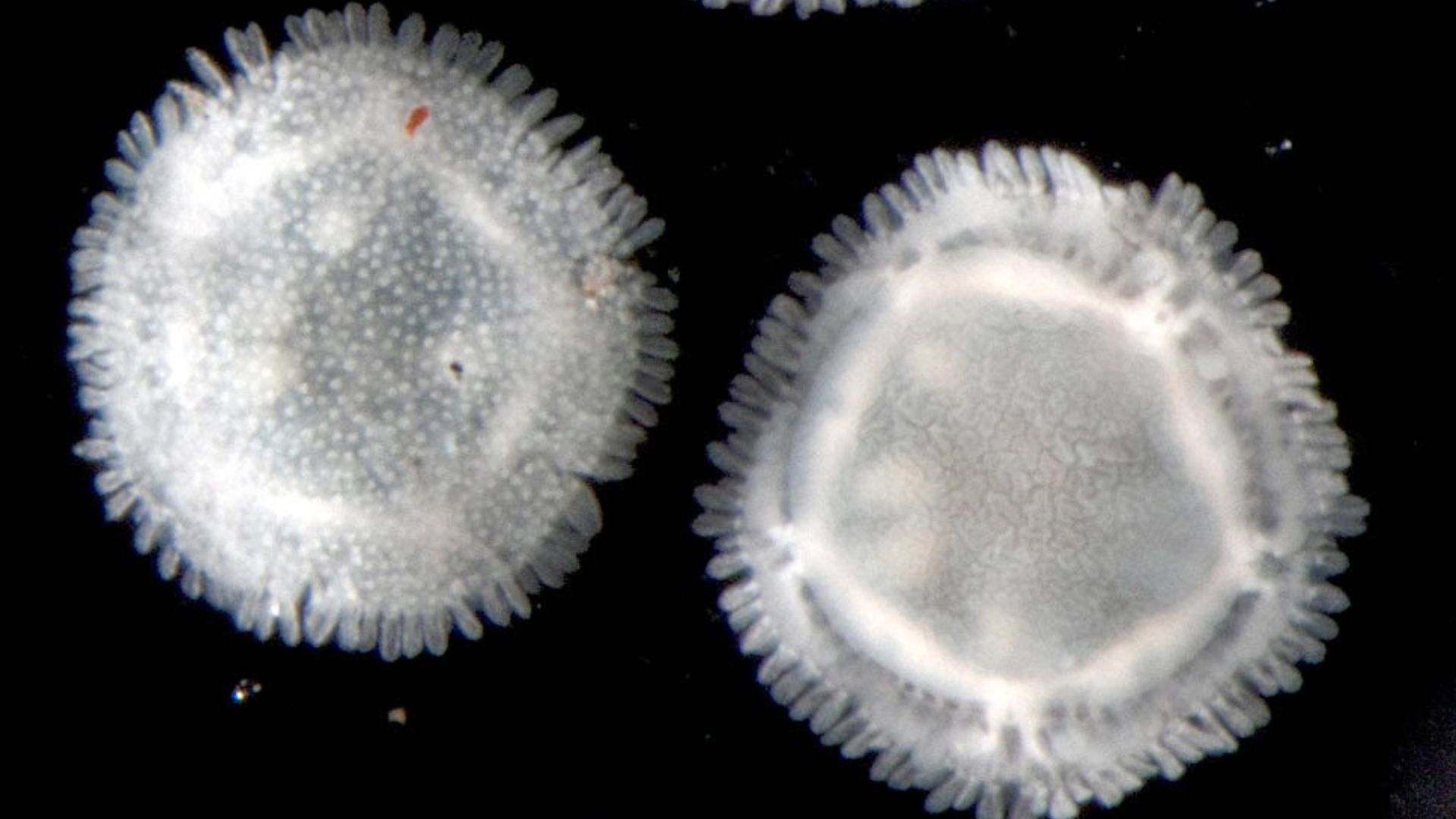 Photo scientifique de l'étoile de mer Xyloplax janetae.