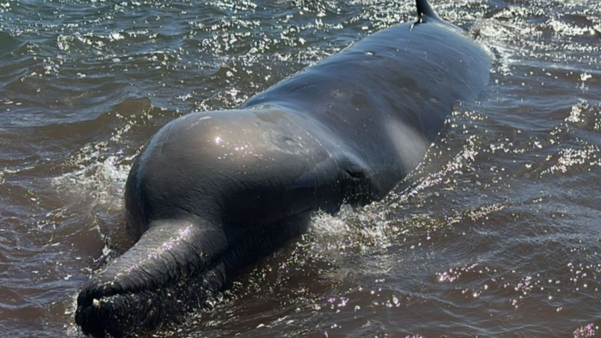 From Shaun Lee: 5-6m long. Stranded for ~1hr before I arrived. Three cookie cutter sized lesions on dorsal area, scratches on side of face and under belly, gashes on tail. I was able to briefly refloat it twice with help. Project Jonah and DOC currently o