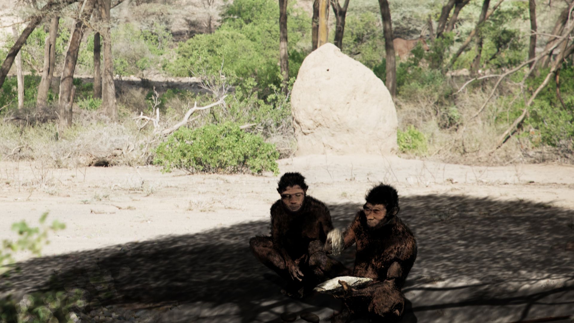 This restoration is based on evidence from the Daka Member, Ethiopia. The photo in the background is from a gallery forest on the Kebena River, a tributary of the modern Awash River. The squatting posture is based on femoral anteversion frequent in Homo e
