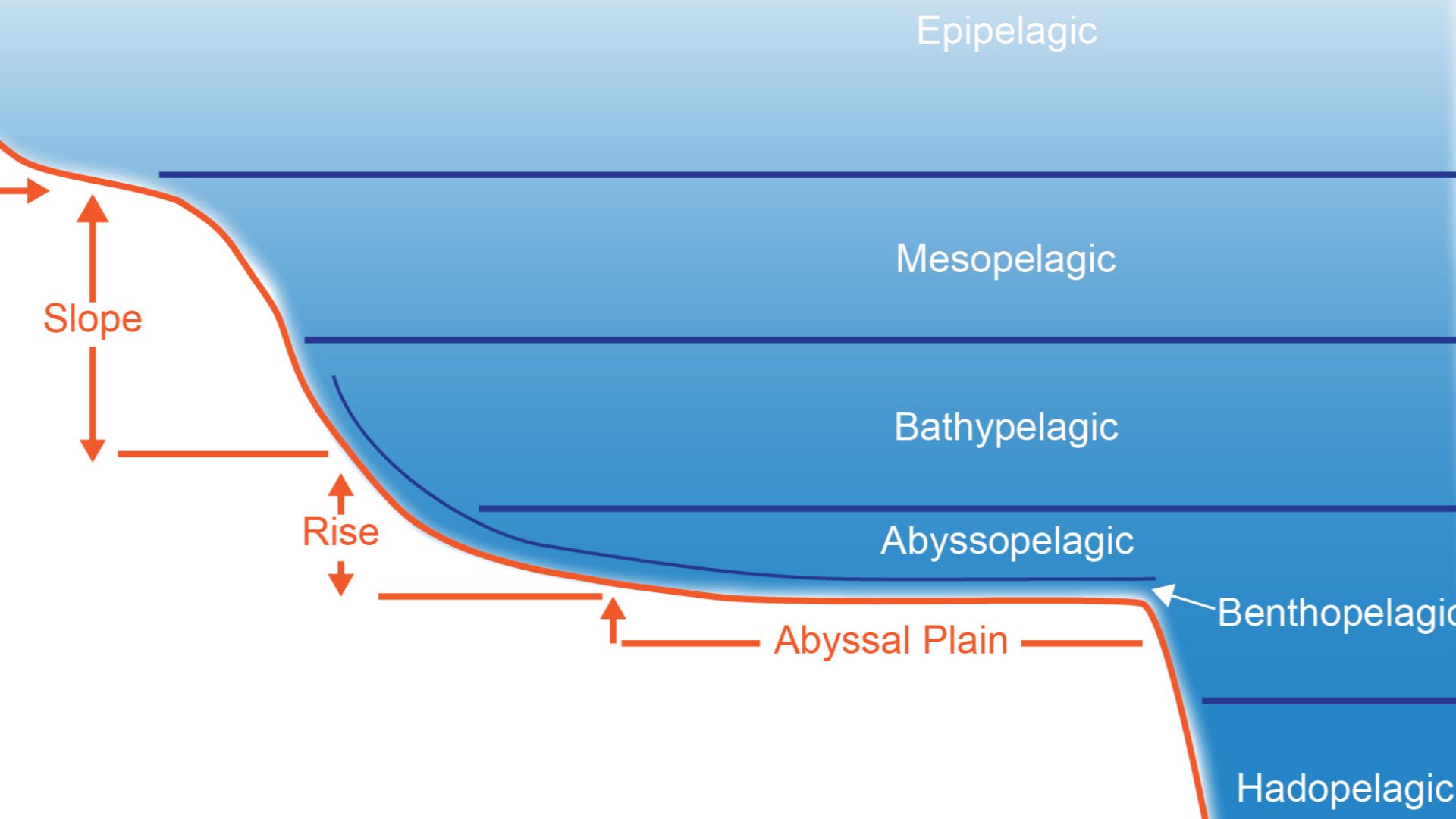 Schematic figure of the pelagic and benthic zonation in the ocean