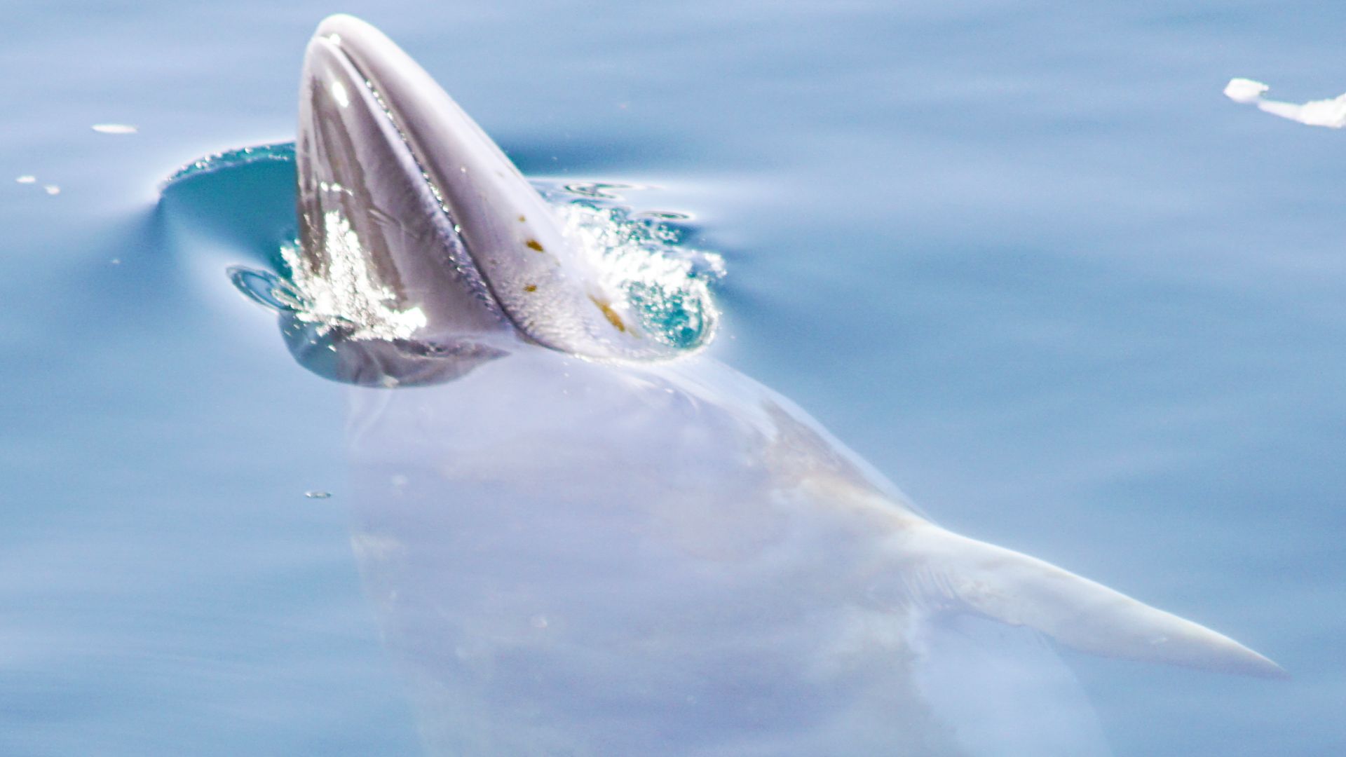 Antarctic / Southern minke whale (Balaenoptera bonaerensis)  in Paradise Bay / Harbour, Antarctic Peninsula. The yellow-brown slpotches are (harmless) diatoms growing on the skin.