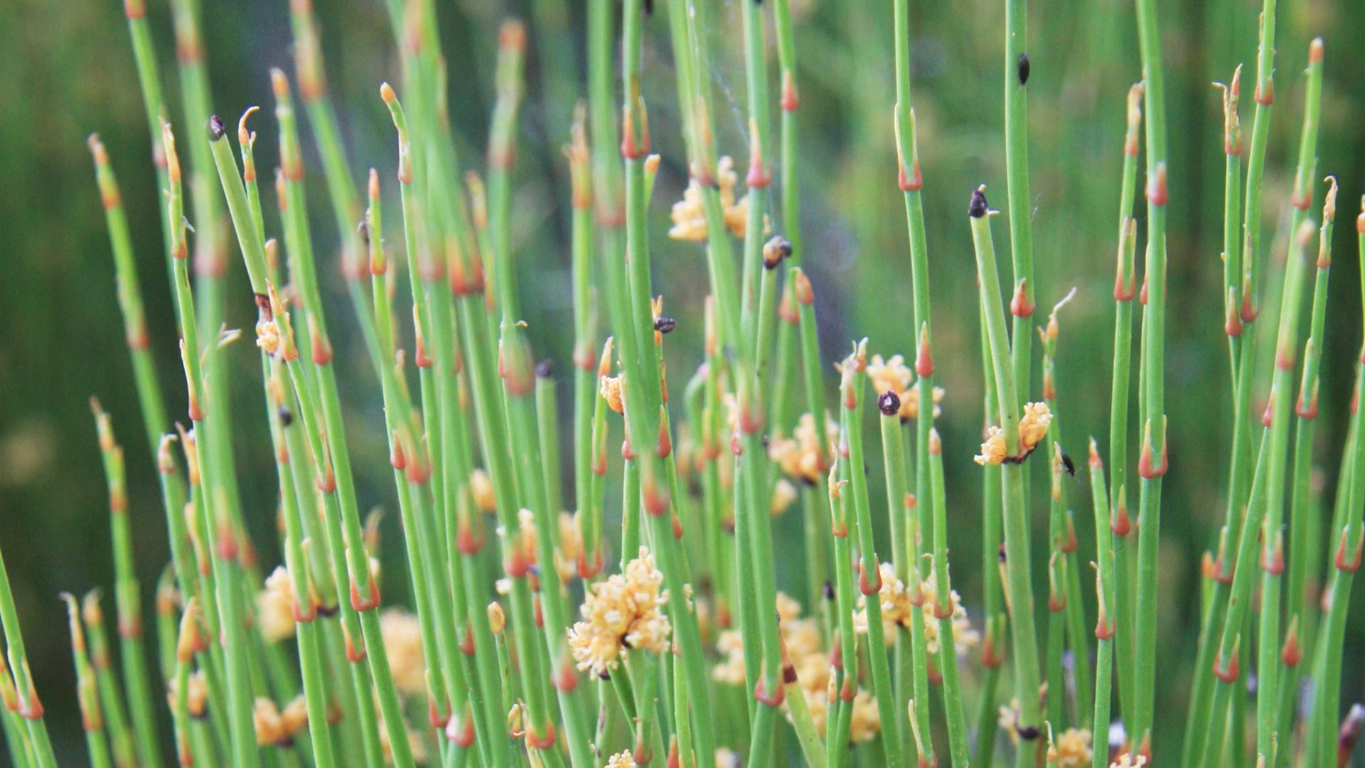 Green ephedra (Ephedra viridis) — green photosynthesizing stems and yellowish male cones at stem nodes.
Along Methuselah Trail in the Ancient Bristlecone Pine Forest of the Inyo National Forest, in the White Mountains, eastern California.