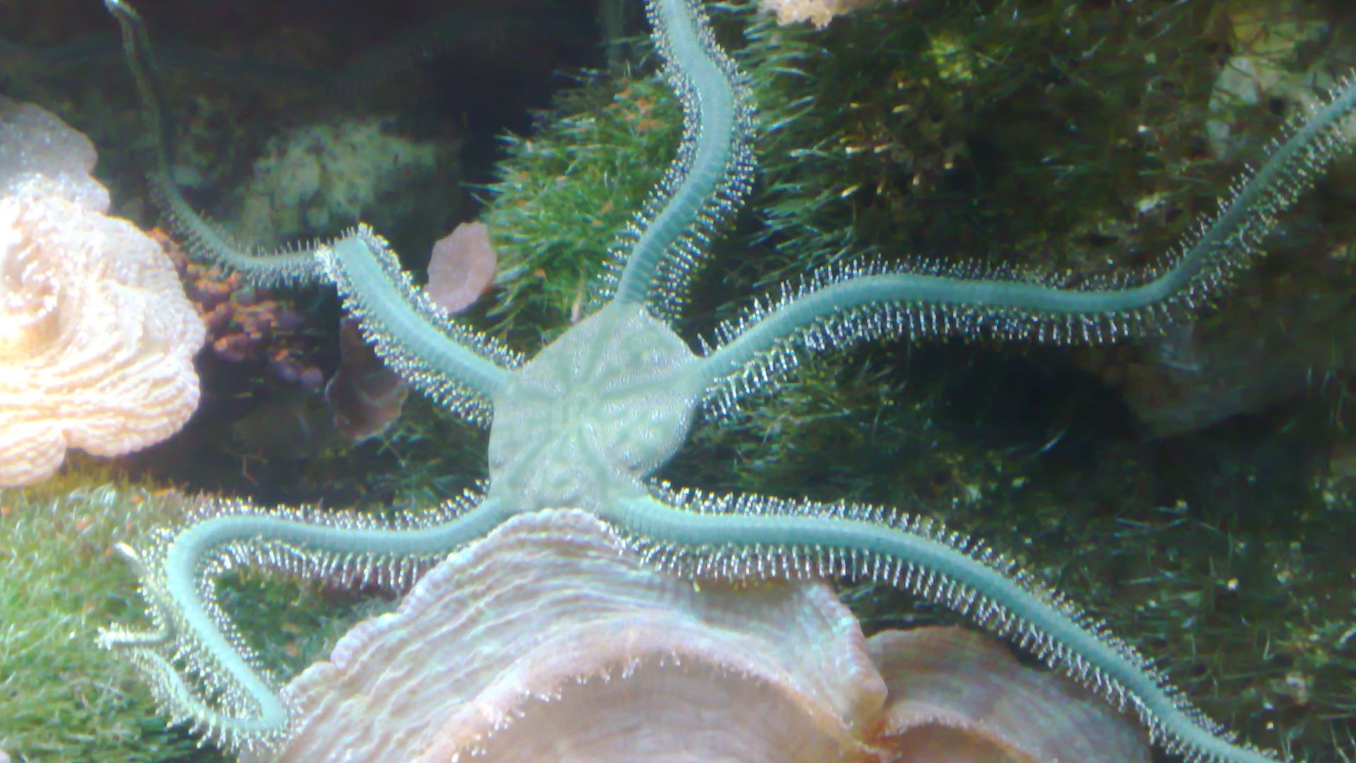 A green en:brittle star