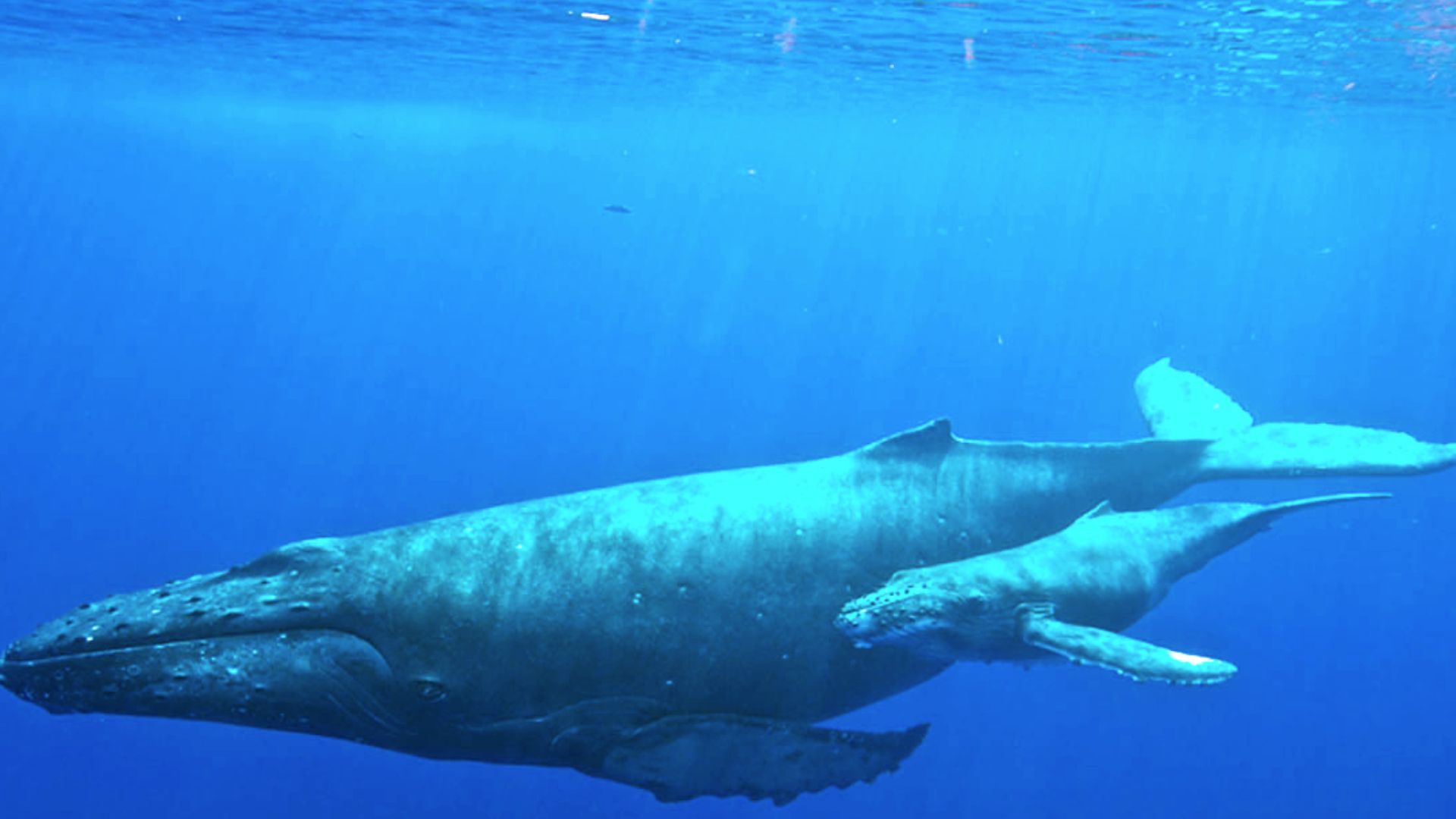 A female Humpback whale with her calf. 
Humpback whales are baleen whales. Rather than teeth, they have fringed overlapping plates hanging down from each side of the upper jaw, called baleen plates. The plates are made of keratin.
Humpbacks' heads are bro