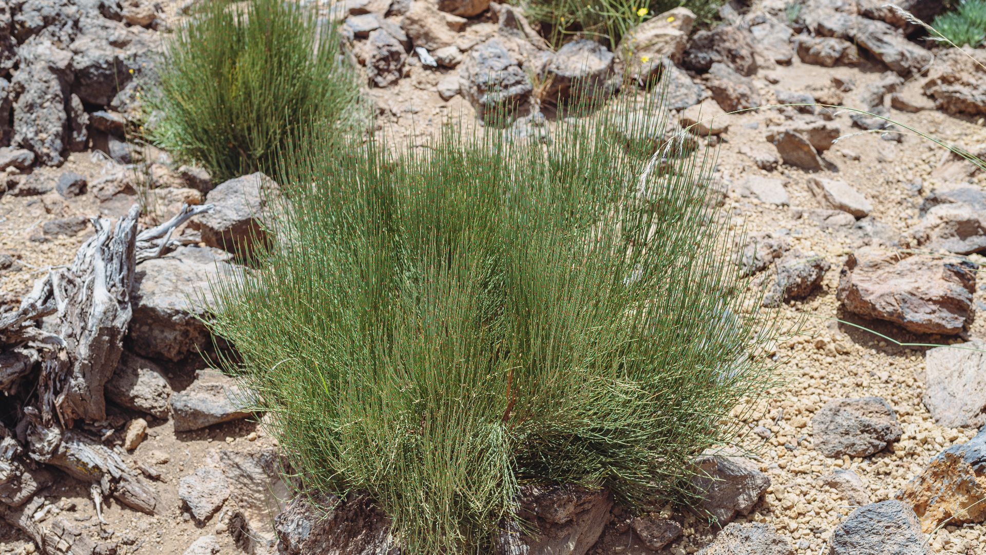 Large ephedra (Ephedra major) in the Garden of the El Portillo Visitor Center in Los Realejos, Tenerife, Spain.