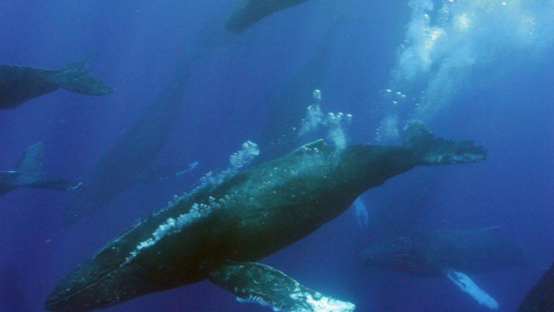 Humpback whales in the Hawaiian Islands Humpback Whale National Marine Sanctuary.