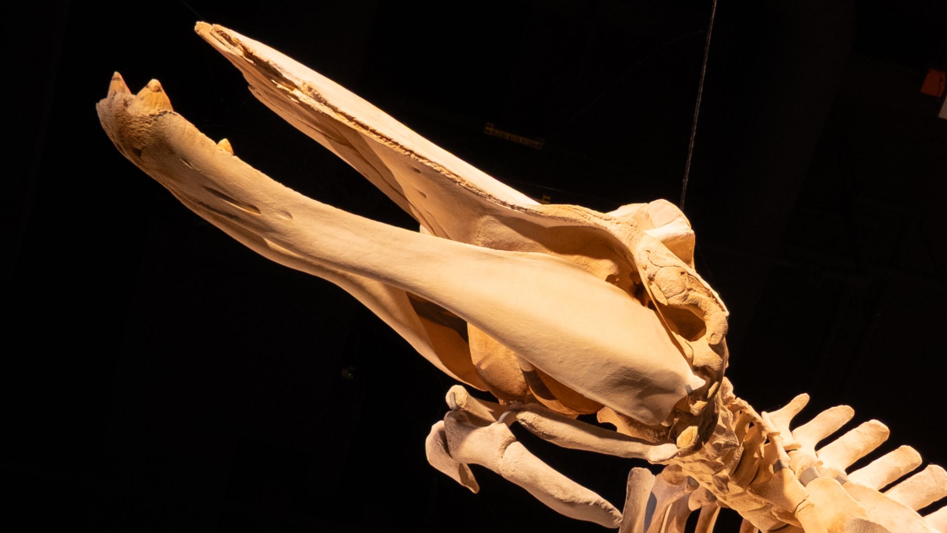 The Burke Museum of Natural History and Culture in Seattle displays the skeleton of a Baird’s beaked whale (Berardius bairdii) in its main lobby. This remarkable specimen washed ashore on a Washington beach in 2015 and was prepared for exhibition over the