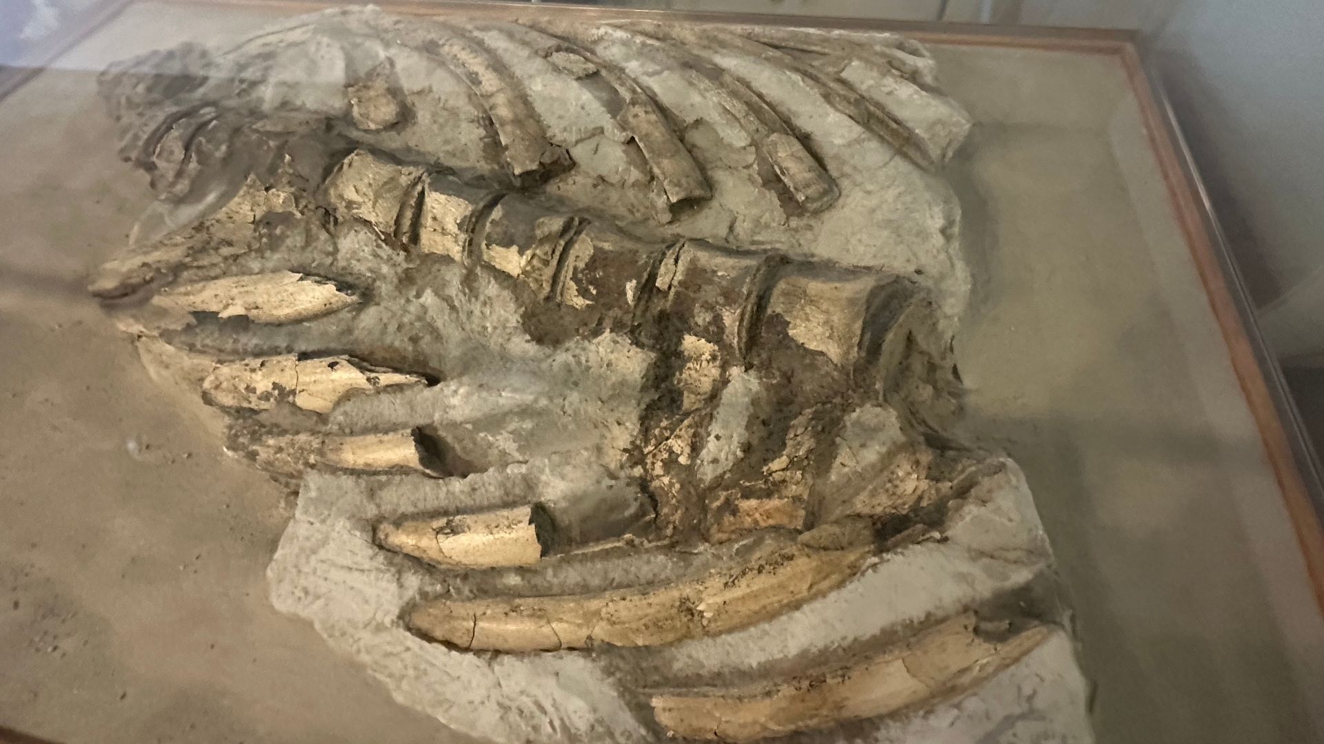 An incomplete articulated specimen of an indeterminate baleen whale from the Pliocene of North Carolina, at the Aurora Fossil Museum. https://aurorafossilmuseum.org/post/18/whale-of-a-challenge.html
