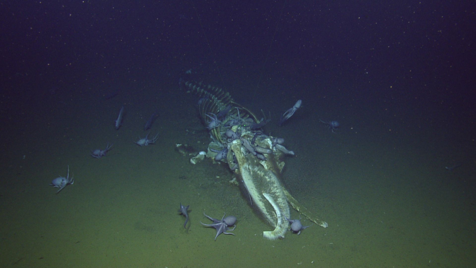 Near the Davidson Seamount in Monterey Bay National Marine Sanctuary lays the remains of a whale fall! These octopi have scanned the sea floor looking for something as exciting as this! (Photo: OET/NOAA) [Image description: Large number of octopi inspect 