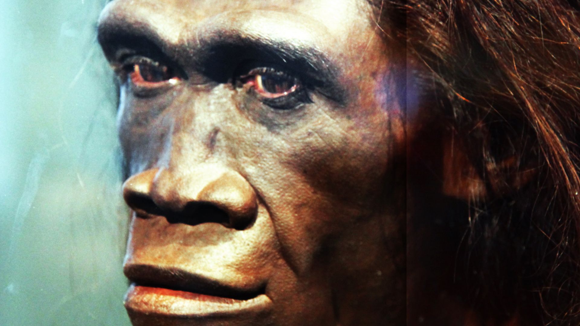 A model of the face of an adult female Homo erectus, one of the first truly human ancestors of modern man, on display in the Hall of Human Origins in the Smithsonian Museum of Natural History in Washington, D.C.
By reconstruction by John Gurche; photograp