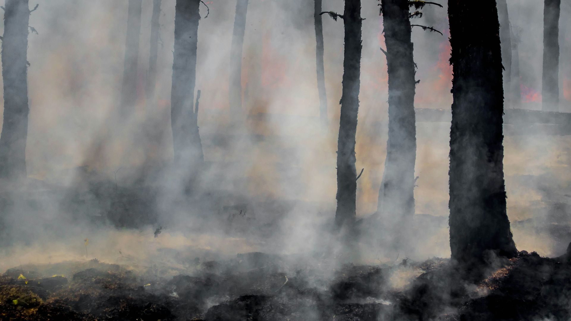 silhouette of trees on smoke covered forest