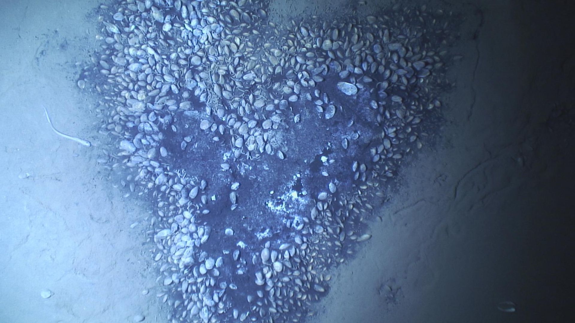 Site of the terminal lobes of the deep fan of the Congo River: the Victor 6000 underwater vehicle photographs an aggregate (heart-shaped) of vesicomyid bivalves on an active lobe of the Congo, at a depth of 4800 m.