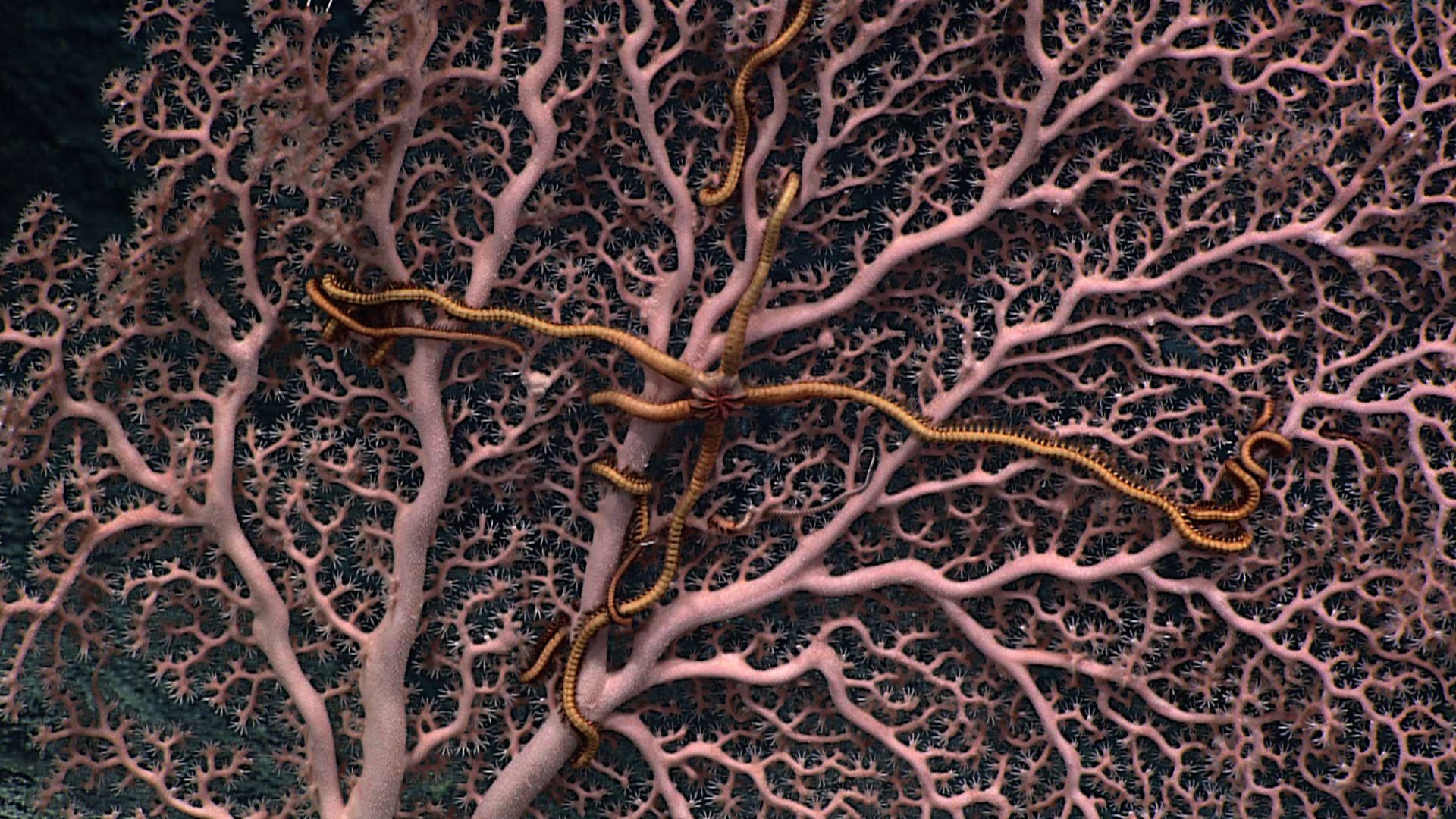 A commensal brittle star on a deep-sea pink coral photographed at Salmon Bank in the Northwestern Hawaiian Islands. Credit: NOAA Office of Ocean Exploration and Research 2015