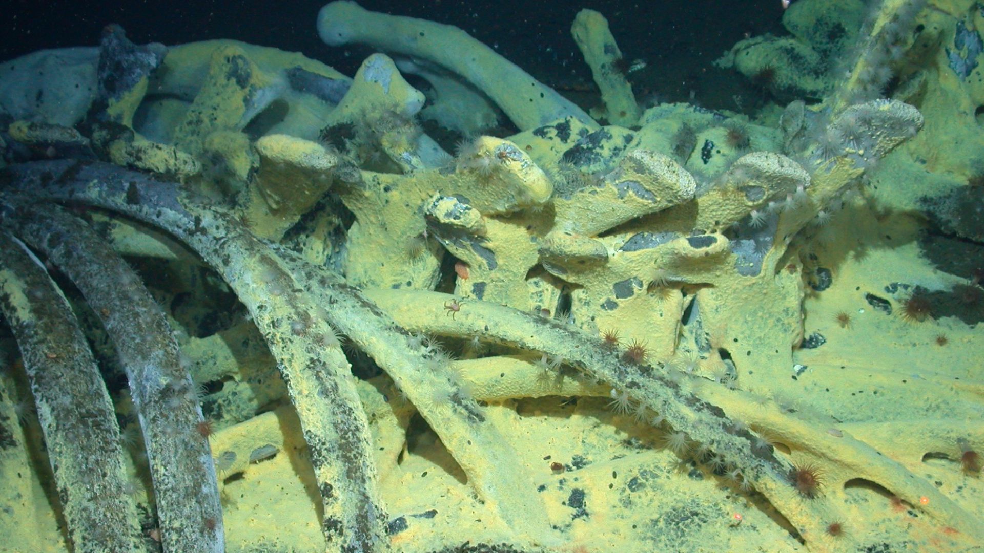 Chemoautotrophic whale-fall community, including bacteria mats, vesicomyid clams in the sediments, galatheid crabs, polynoids, and a variety of other invertebrates. The 35-ton gray whale was originally implanted on the sea floor at 1,674 m depth in the Sa